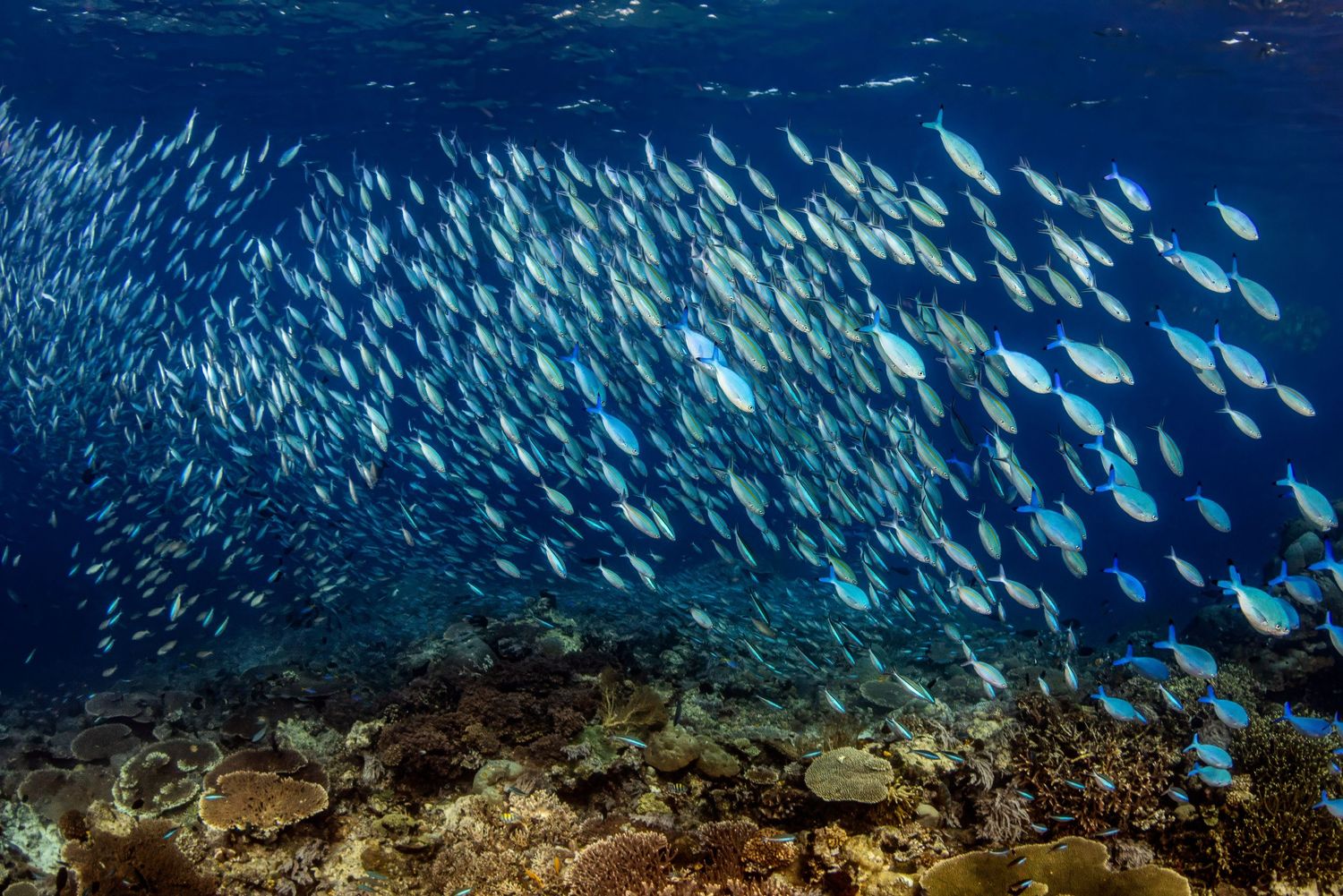 Picture of a healthy and thriving coral reel in Raja Ampat, West Papua, Indonesia