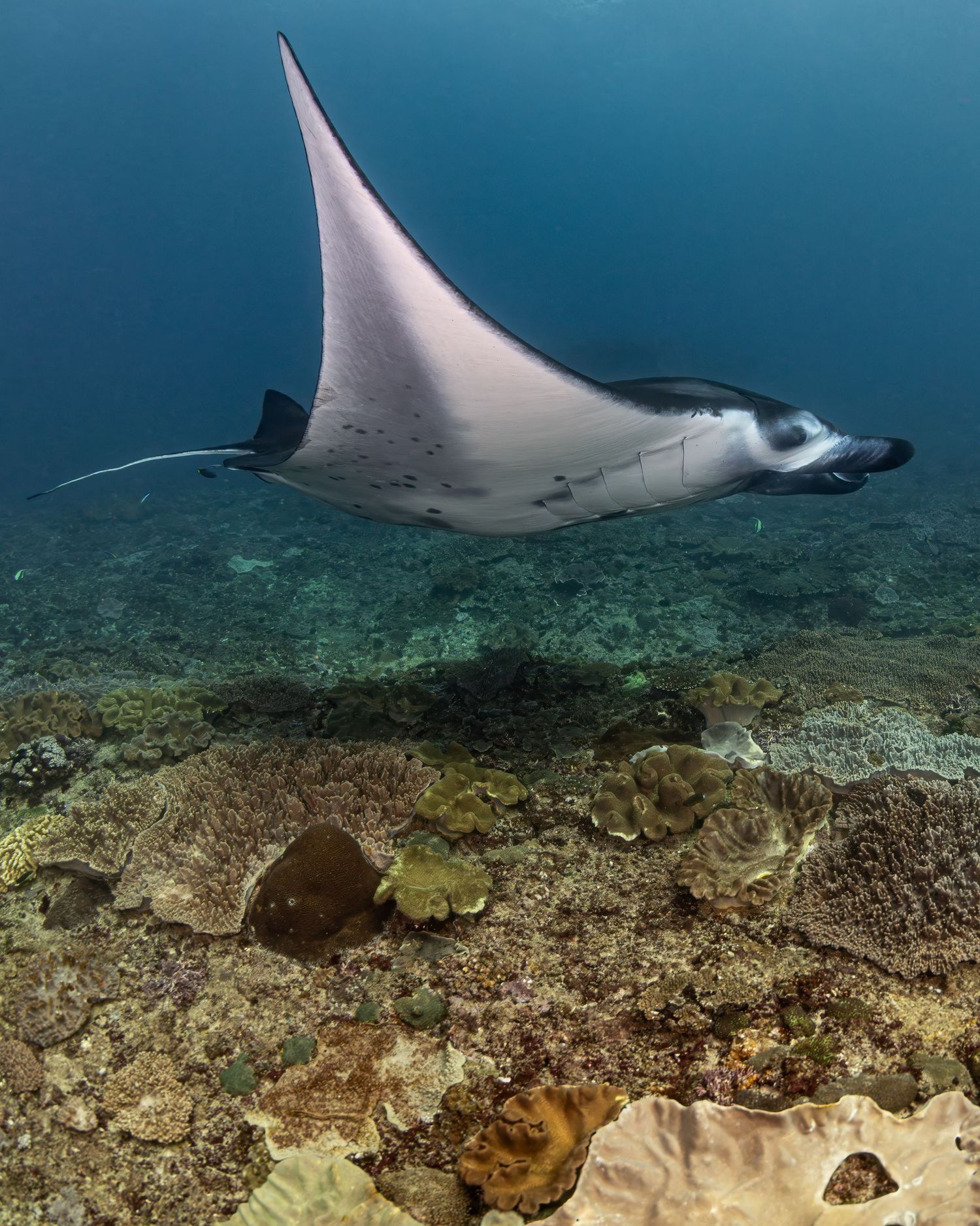 Photo a reef manta ray (Mobula alfredi) at Manta Point, near Nusa Penida, Bali, Indonesia