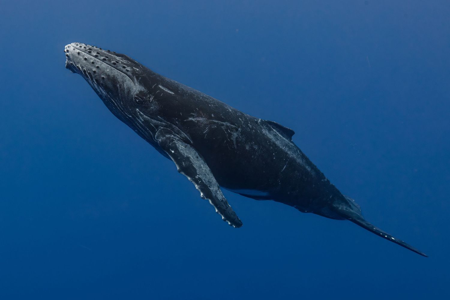 Photo of a humpback whale (Megaptera novaeangliae) calf, in the Indian Ocean, close to la Réunion.