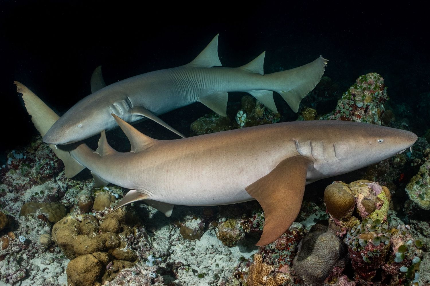 Tawny nurse sharks (Nebrius ferrugineus) hunting in the Maldives