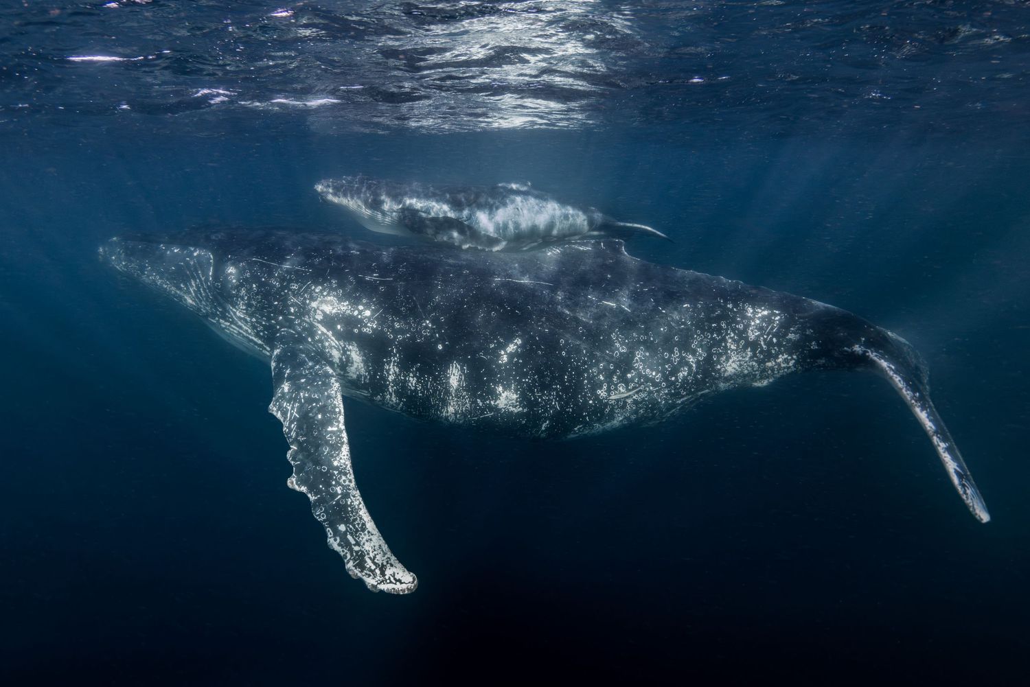 Photo of two humpback whales (Megaptera novaeangliae), a mother and a calf, in the water off the coast of Mozambique