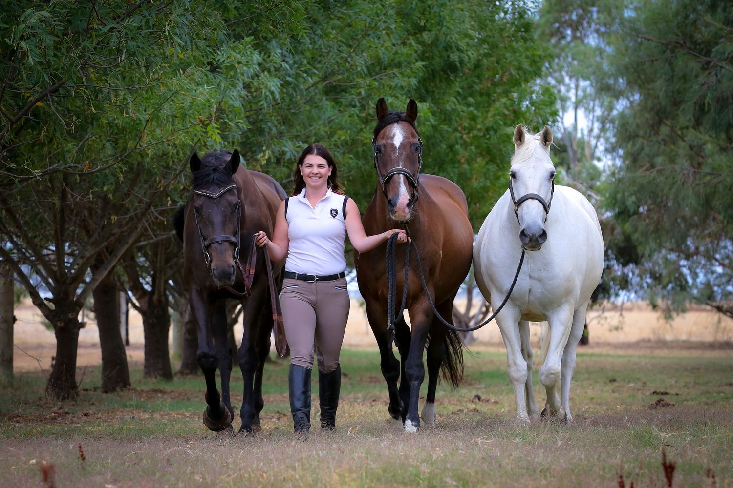 Four beautiful horses - black, brown, and white - stand with their handler among eucalyptus trees.