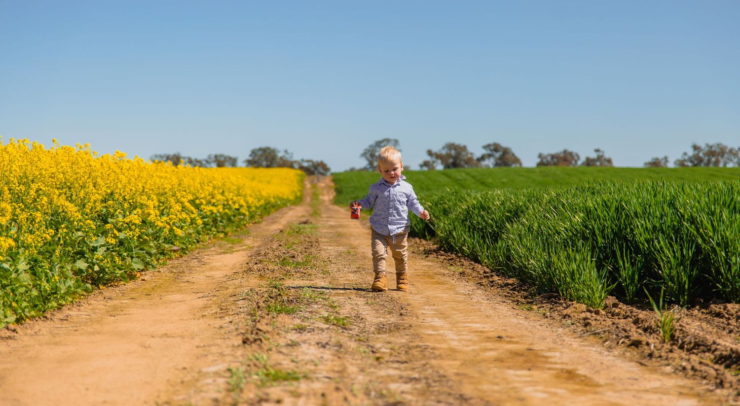 A dirt path leads through vibrant yellow canola fields under a bright blue sky on a sunny day.