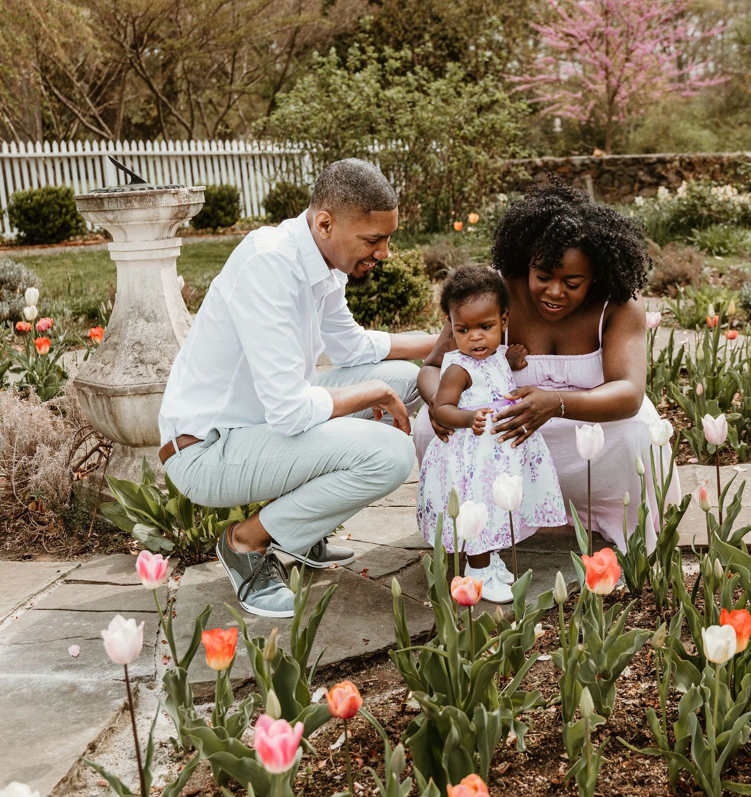 Family admiring spring tulips together in garden with white picket fence.