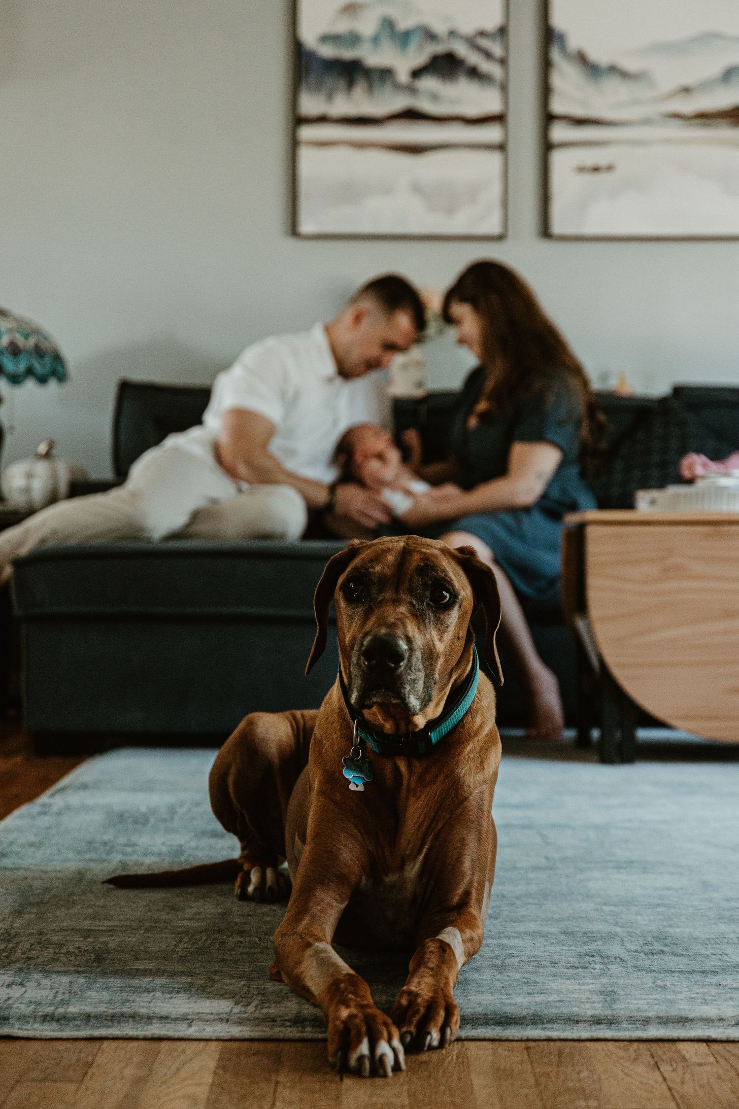 Brown dog resting on carpet while family relaxes on couch in background.
