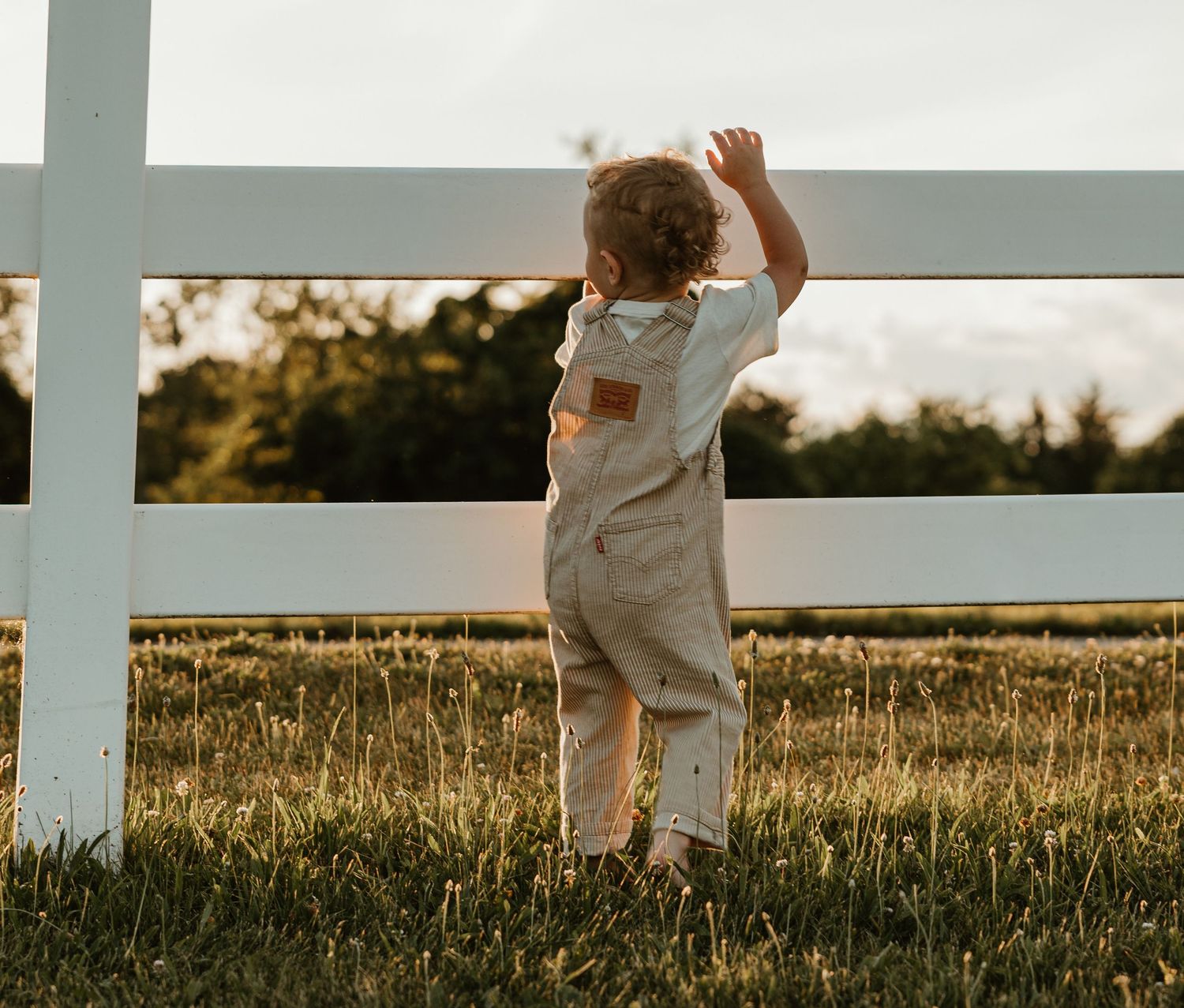A toddler in linen overalls reaches up to touch a white wooden farm fence surrounded by golden grass.