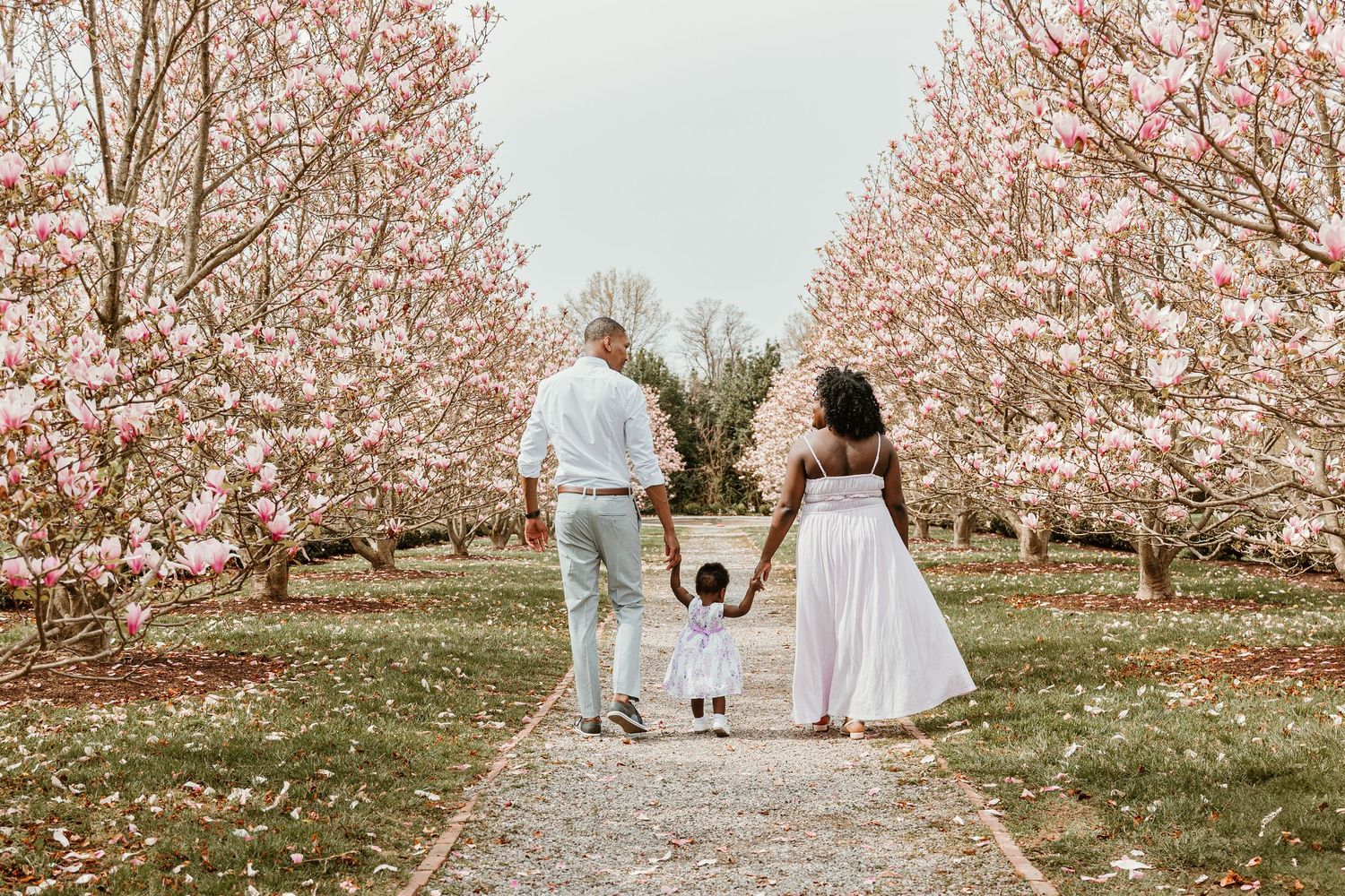 Family walking hand in hand down path between blooming cherry blossom trees.