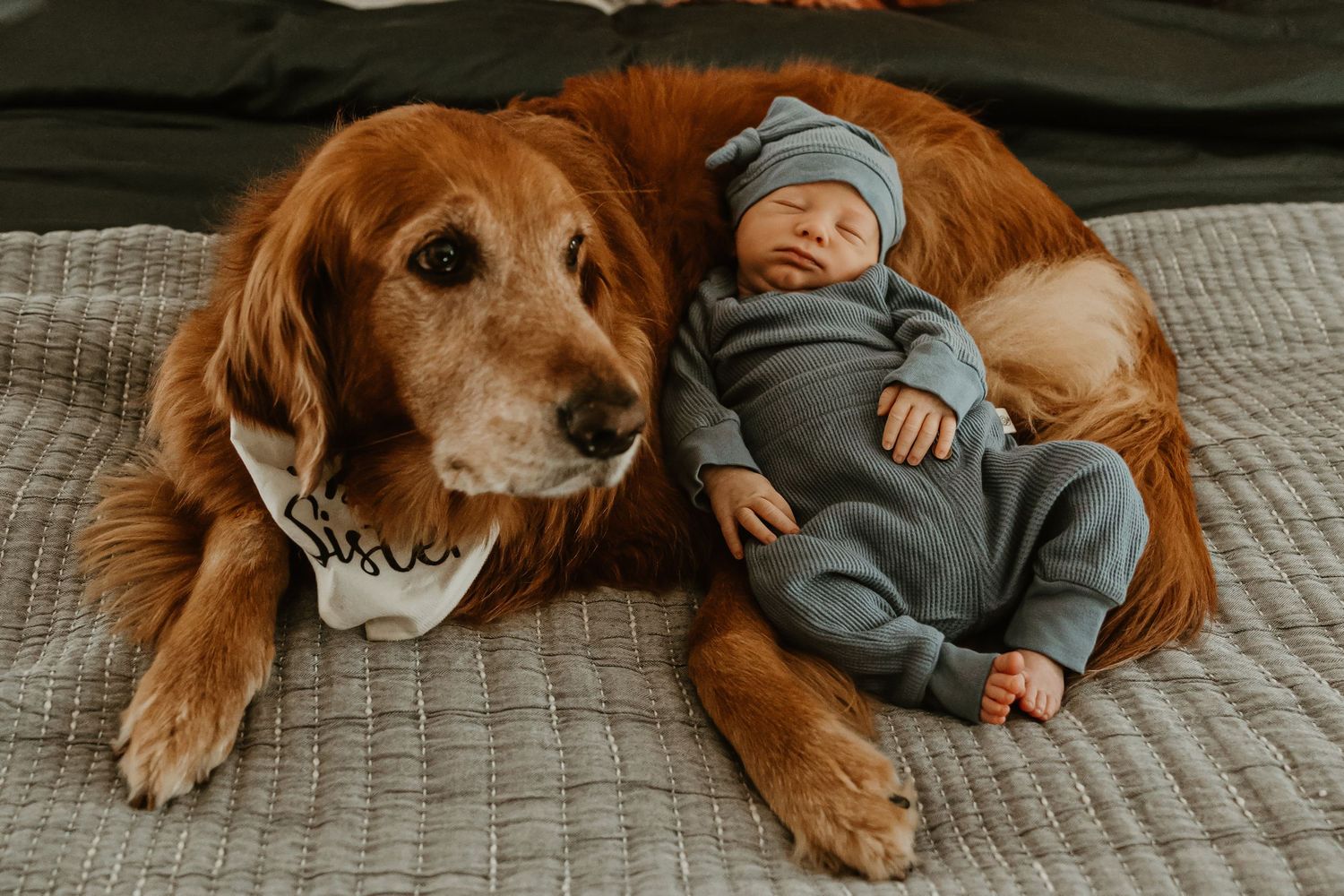 Series of images showing a baby resting next to a large golden retriever dog.