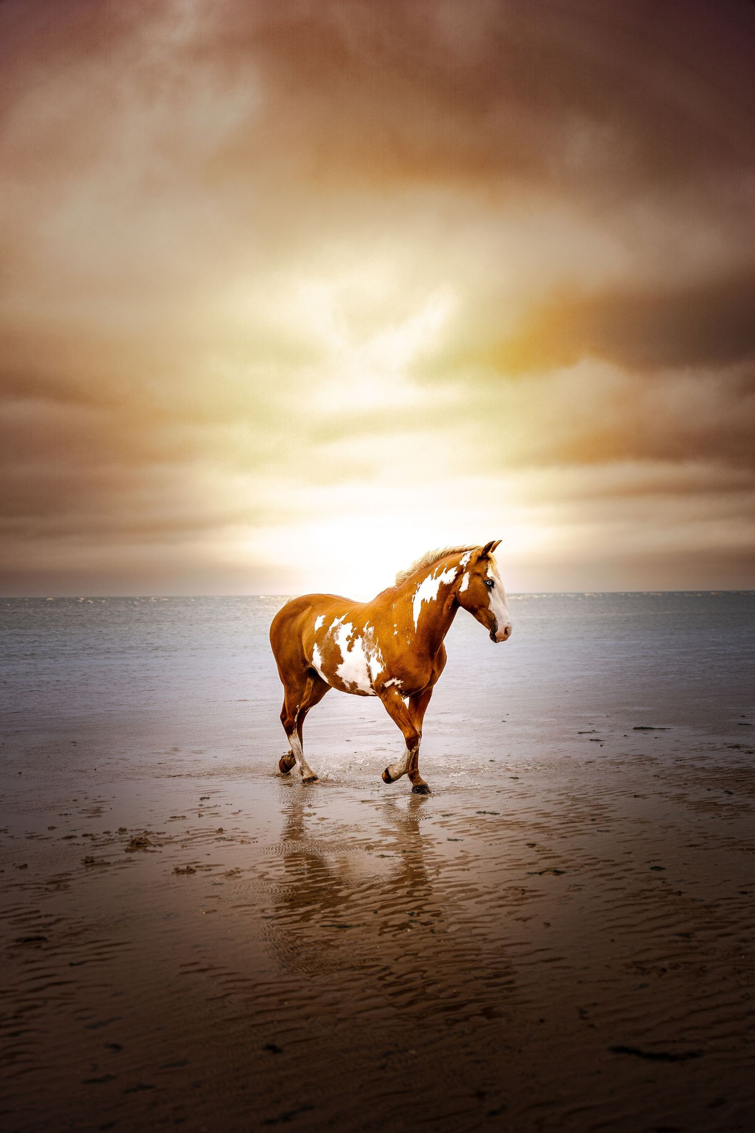 Photographie animalière - chevaux au couché de soleil dans les Hauts-de-France et partout en France.