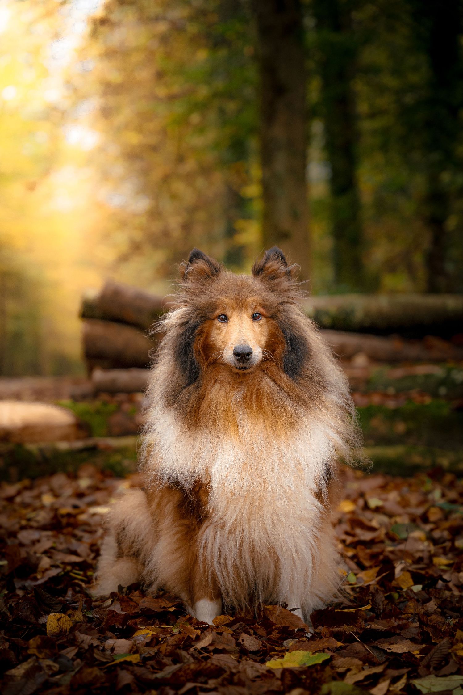Photographie animalière d'un chien dans les Hauts-de-France à Lille.