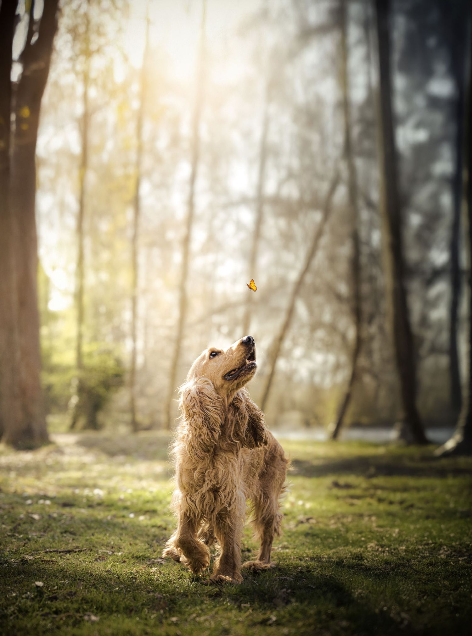 Photographie animalière d'un chien dans les Hauts-de-France à Lille.