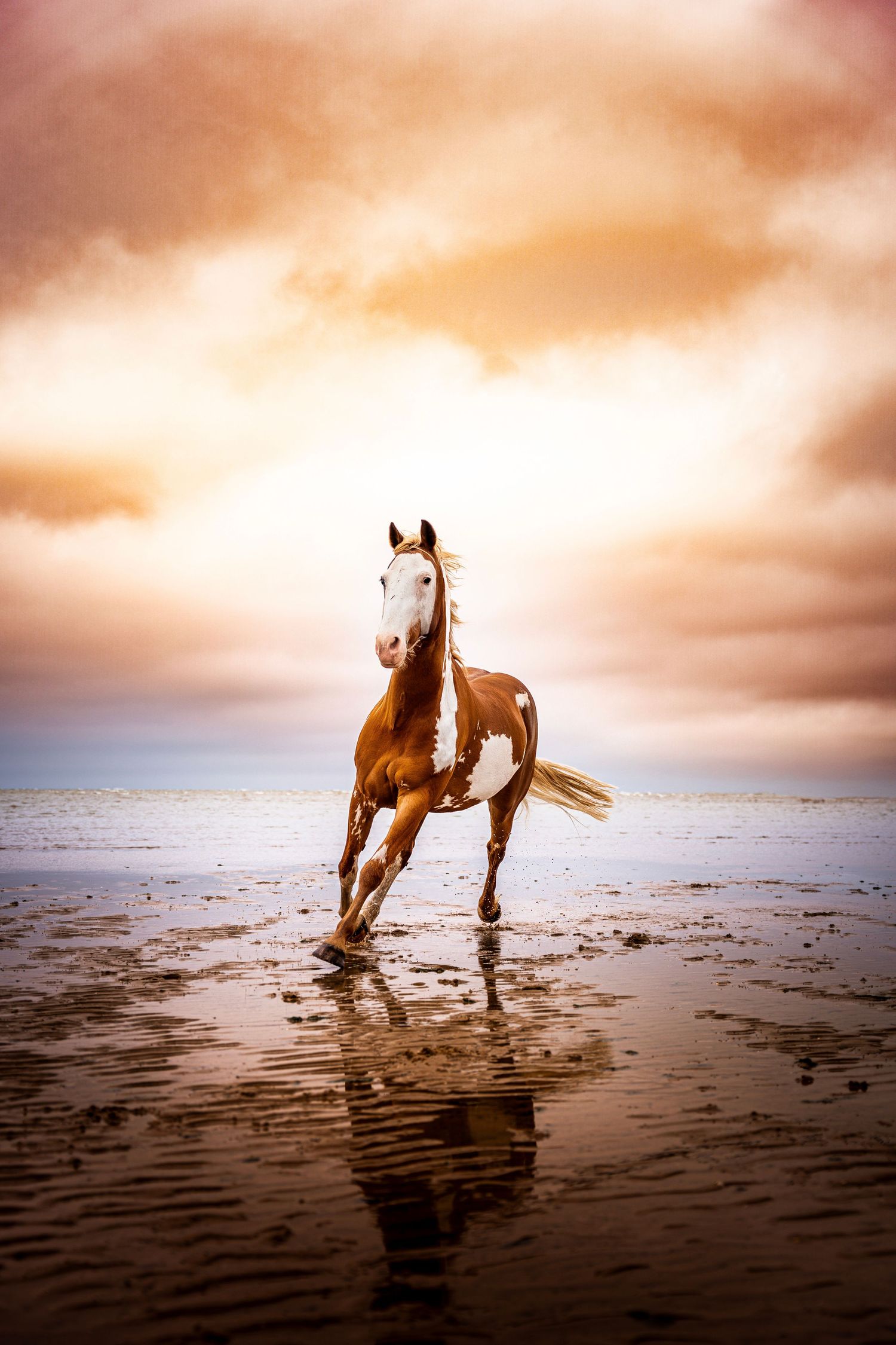 Photographie animalière - chevaux au couché de soleil dans les Hauts-de-France et partout en France.
