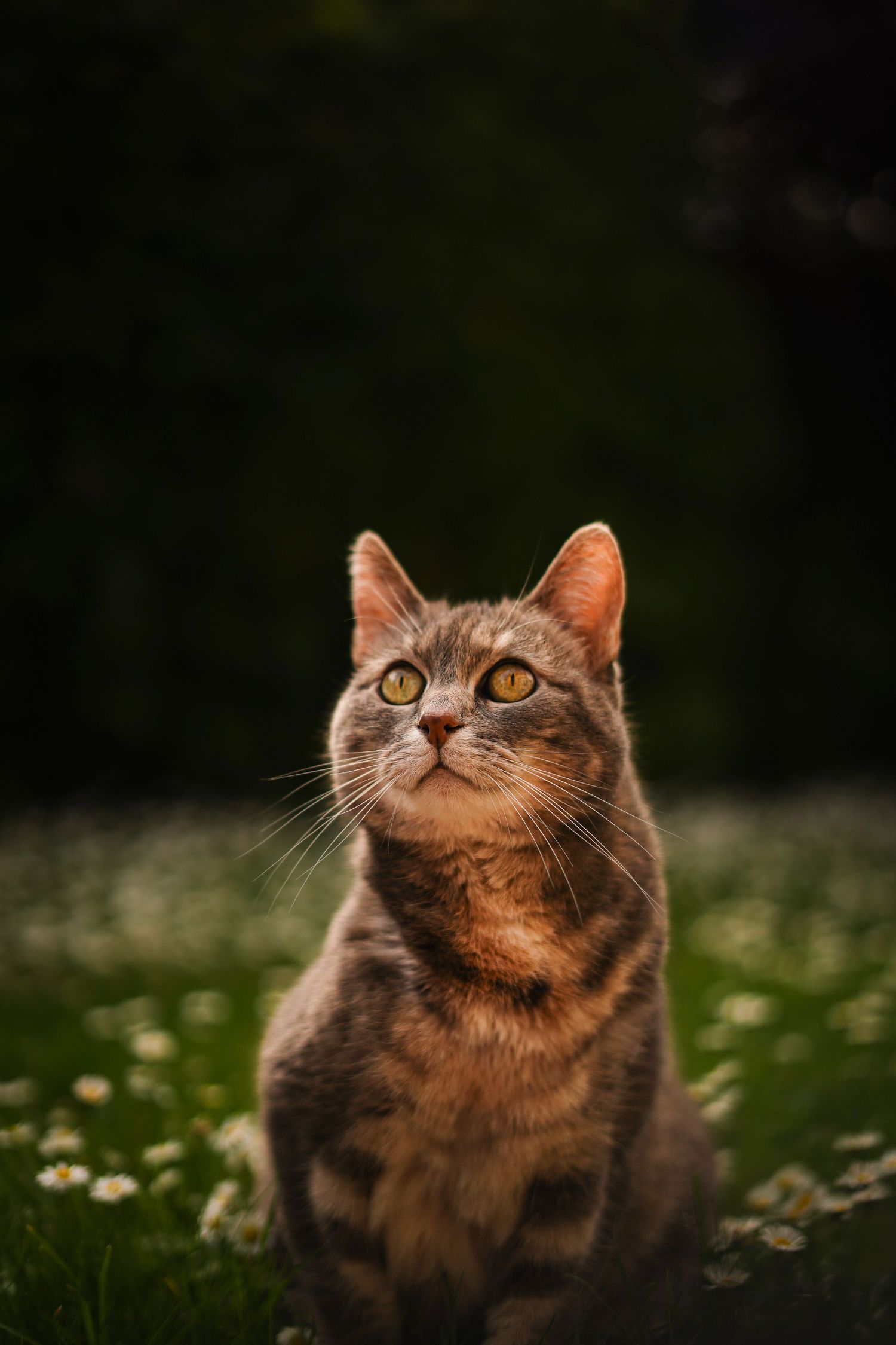 Photographie animalière d'un chat dans les Hauts-de-France à Lille.