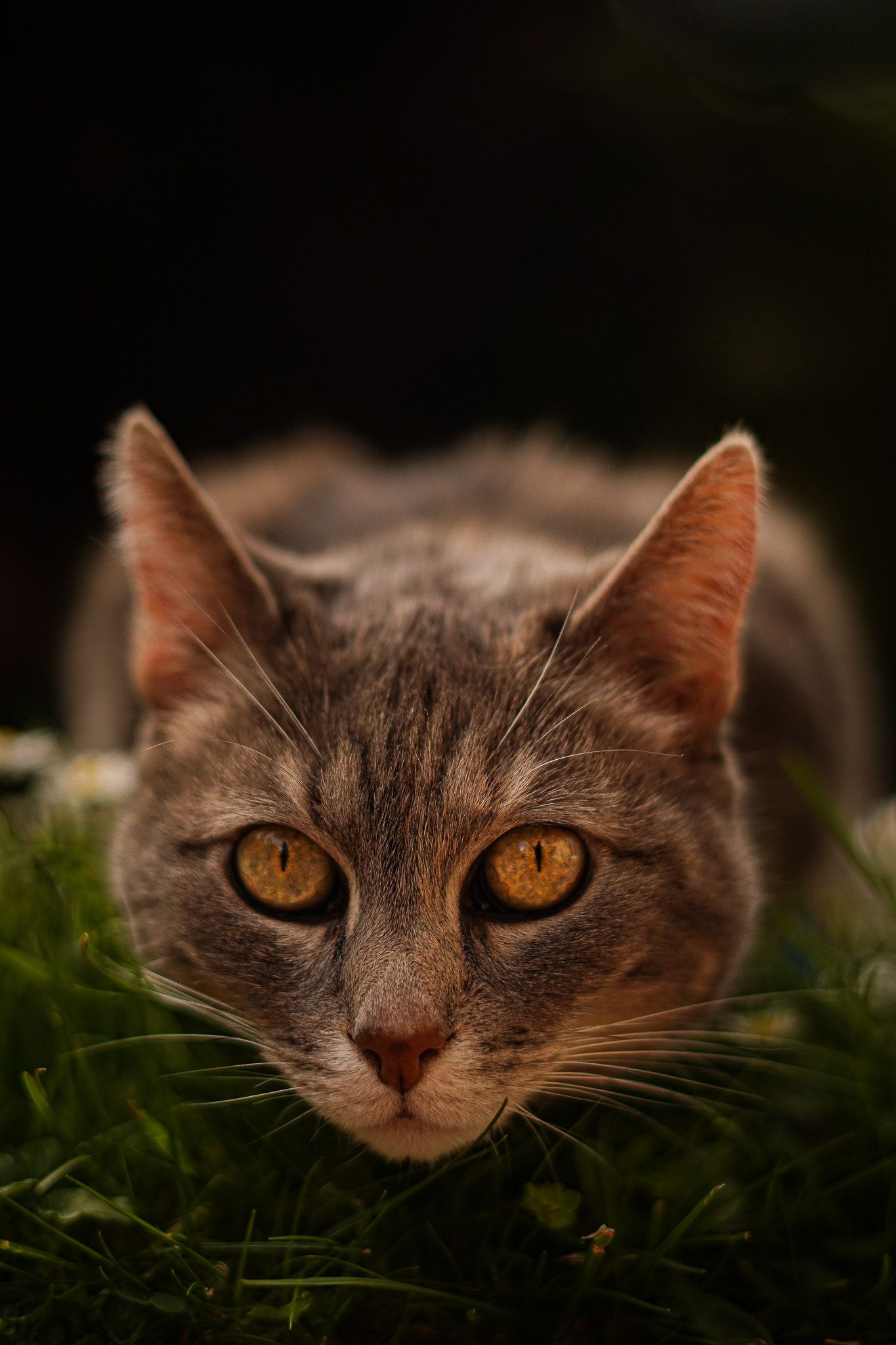 Photographie animalière d'un chat dans les Hauts-de-France à Lille.