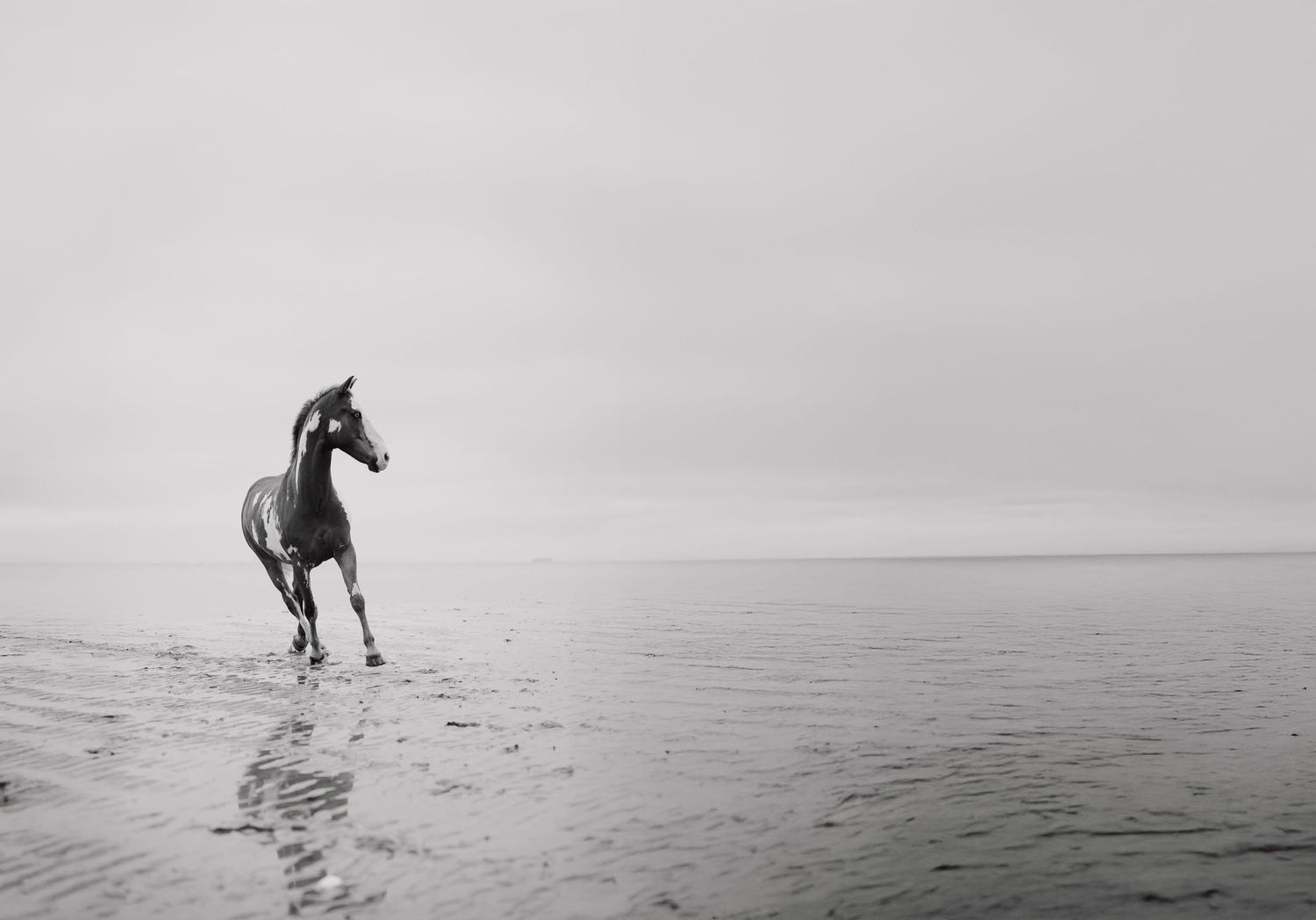 Photographie animalière - chevaux dans les Hauts-de-France et partout en France.