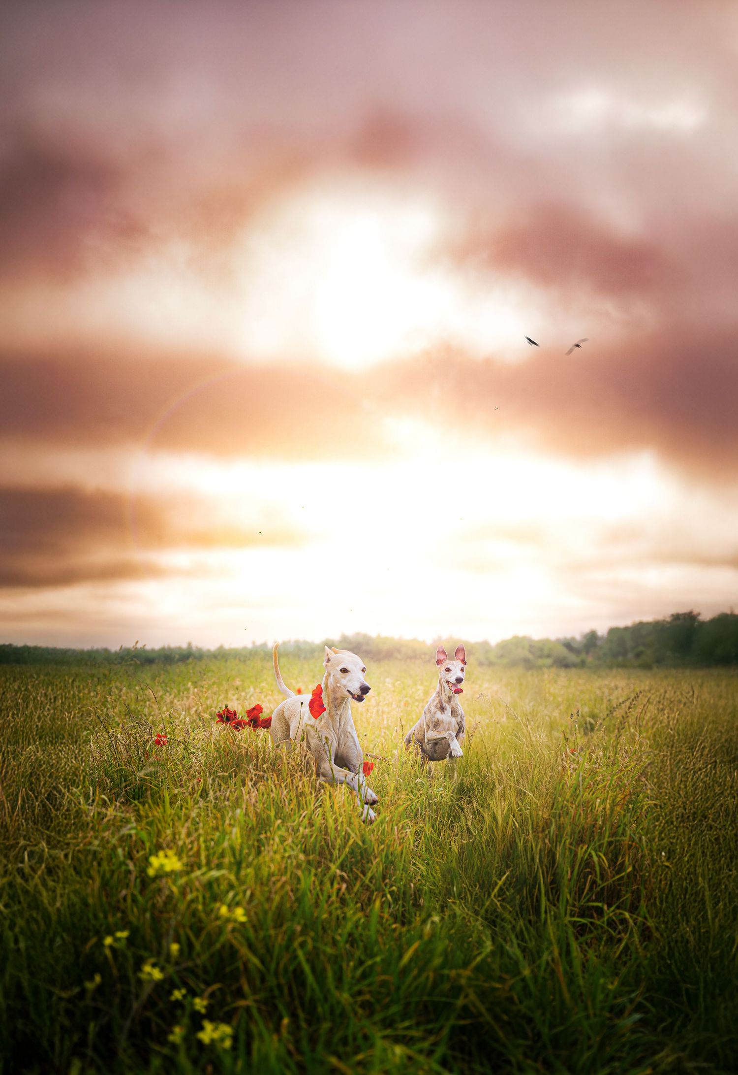 Photographie animalière - chiens au couché de soleil dans les Hauts-de-France et partout en France.