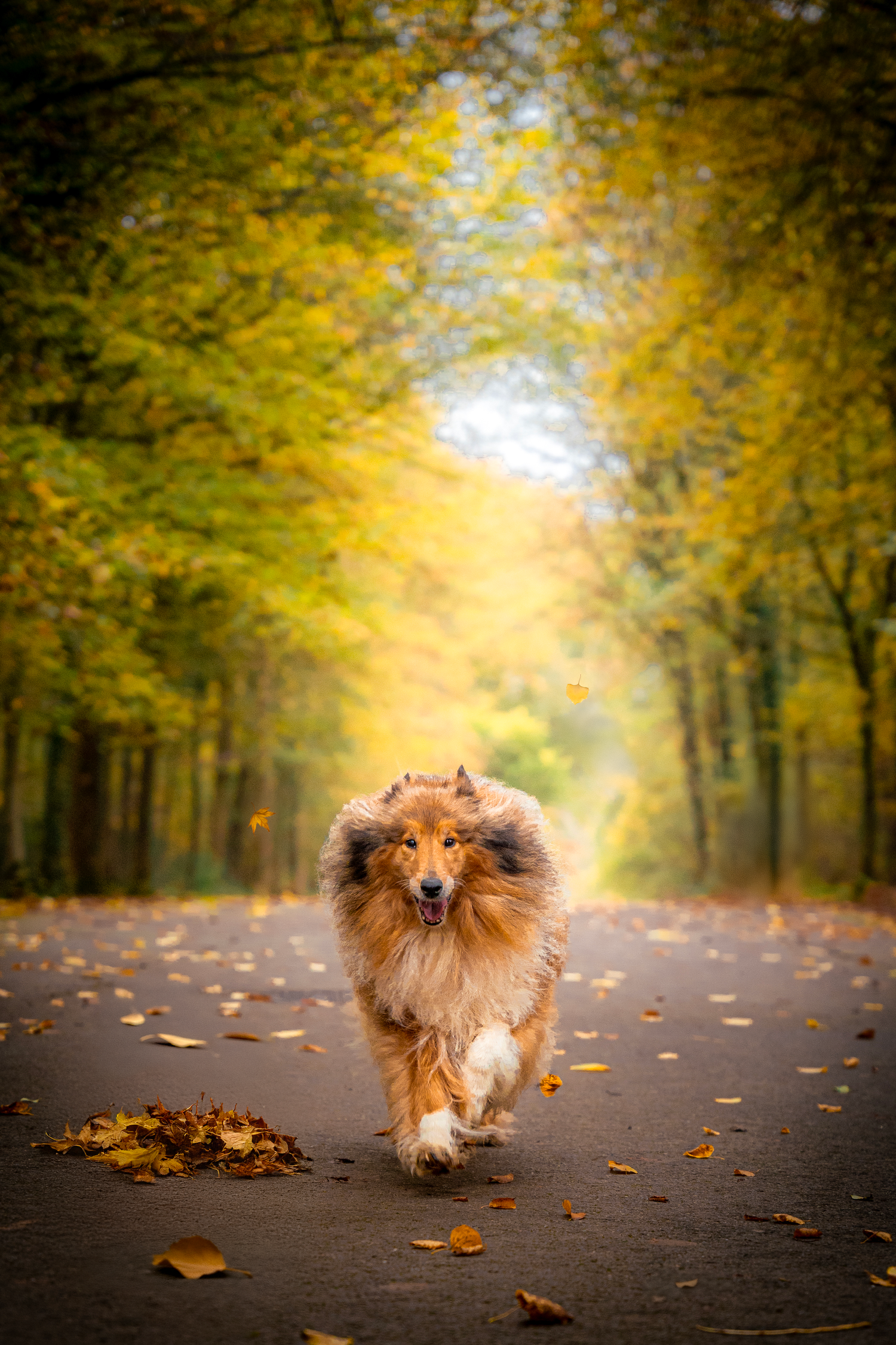 Photographie animalière d'un chien dans les Hauts-de-France à Lille.
