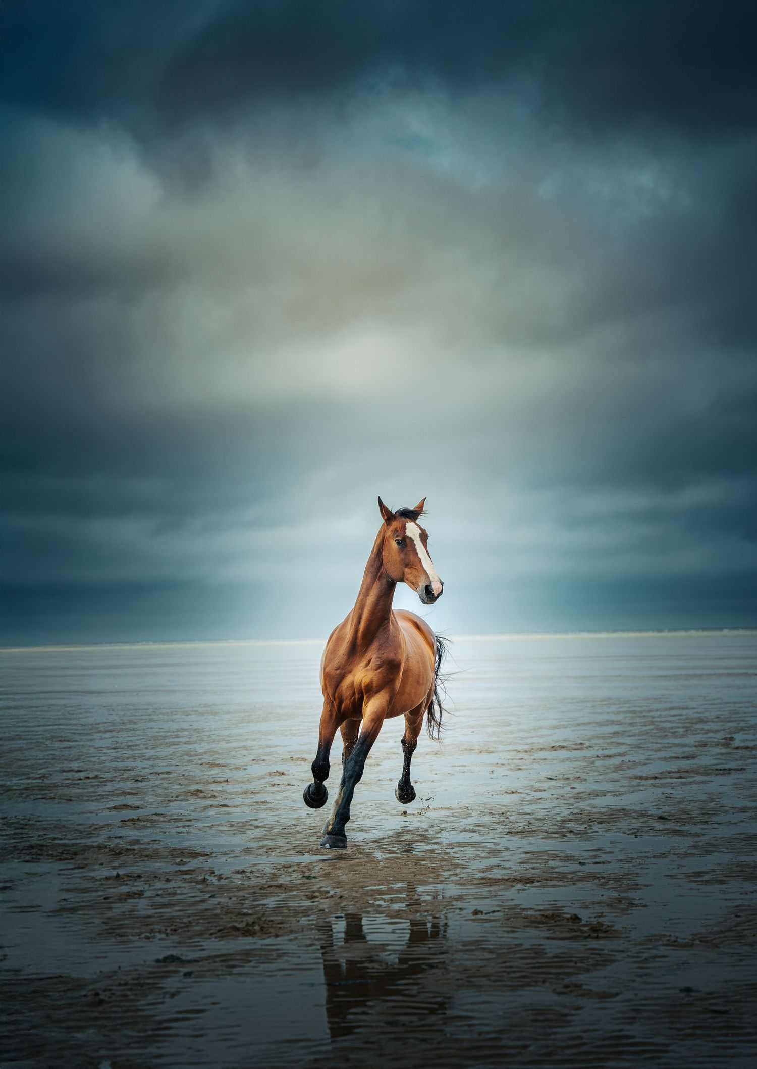Photographie animalière - chevaux dans les Hauts-de-France et partout en France.