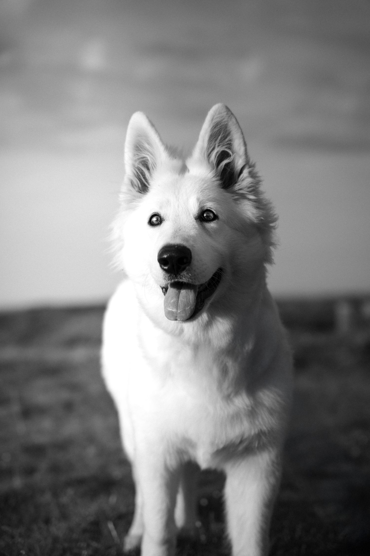 Photographie animalière d'un chien dans les Hauts-de-France à Lille.