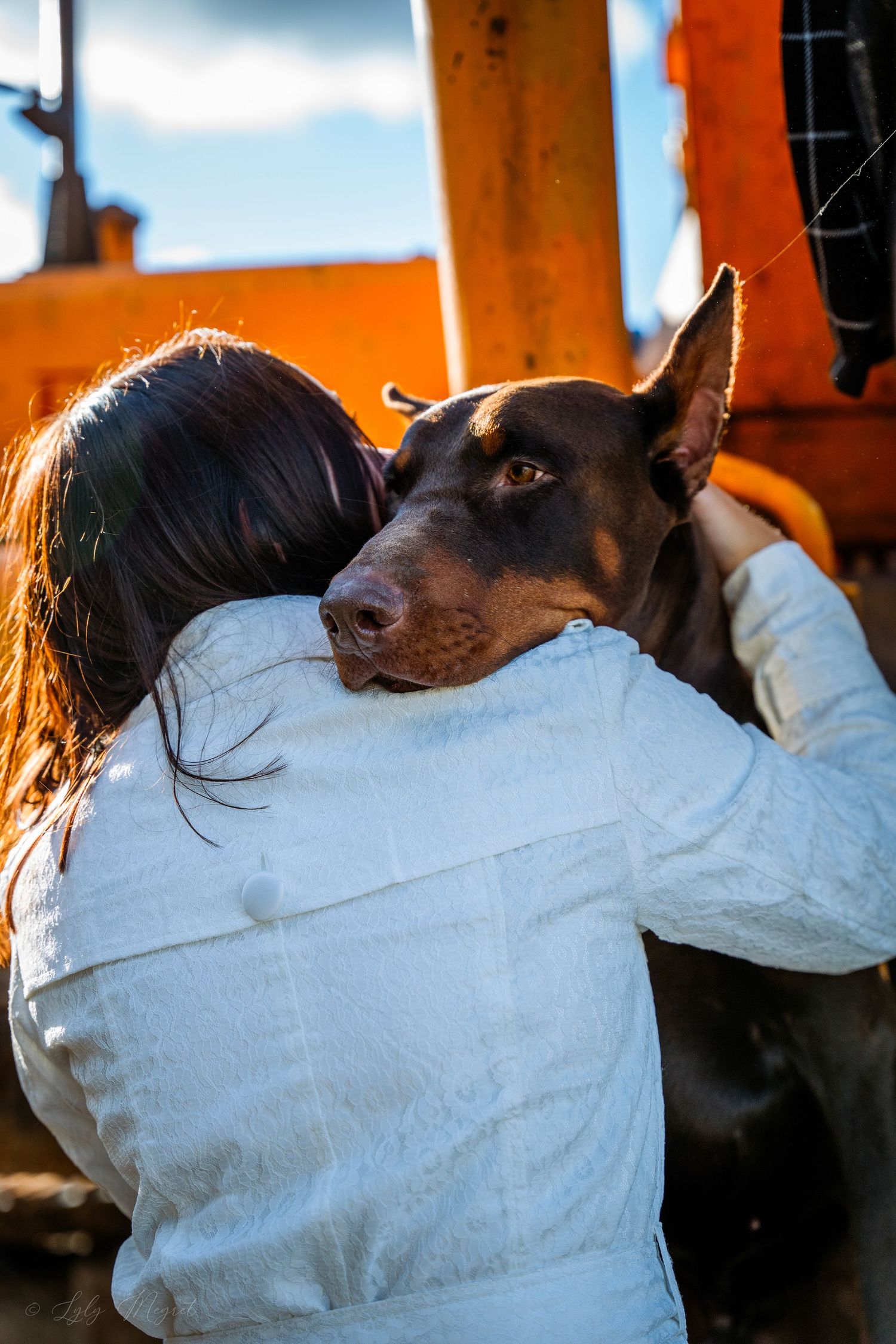Photographie animalière d'un chien dans les Hauts-de-France à Lille.