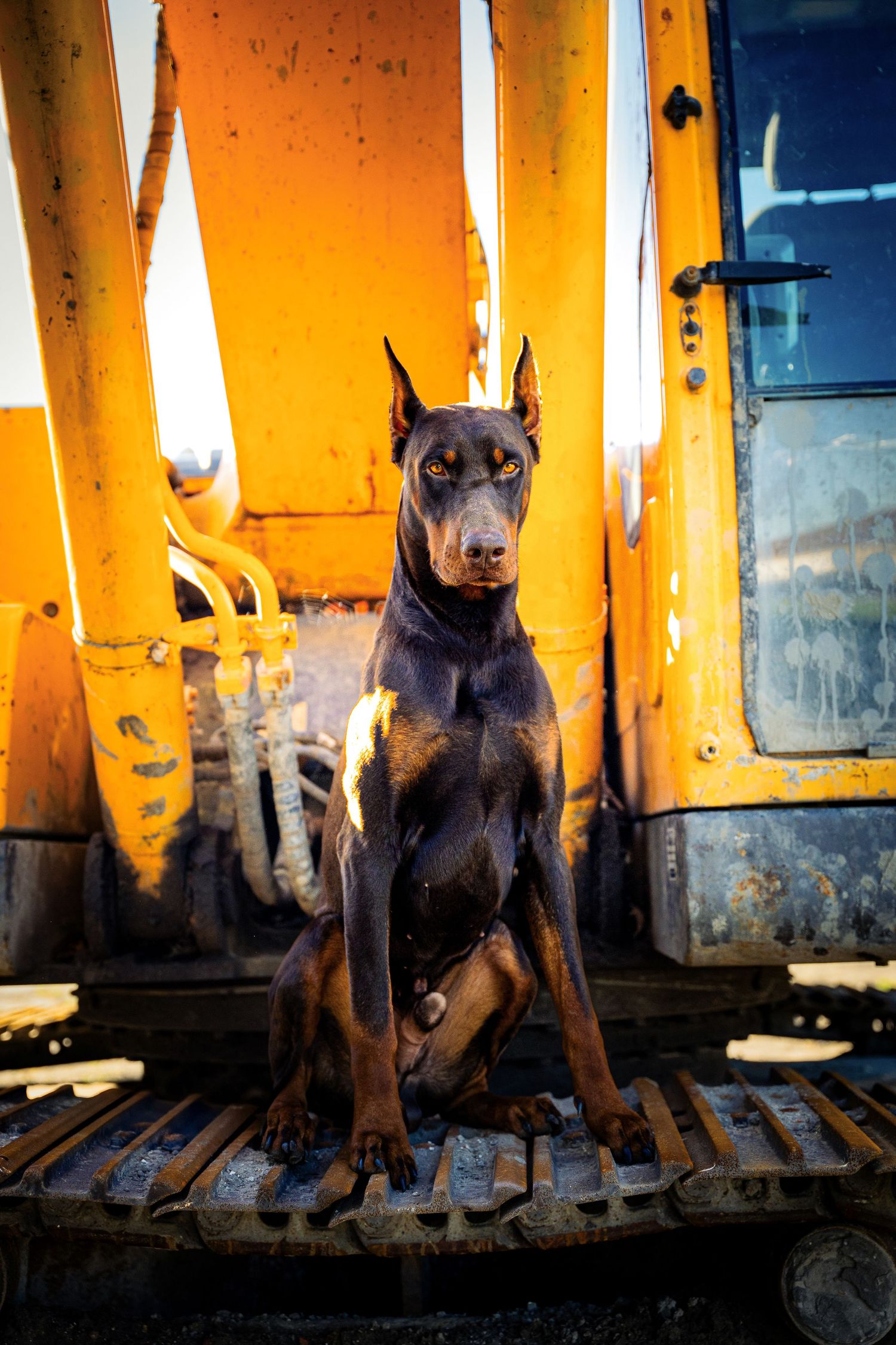 Photographie animalière - chiens dans les Hauts-de-France et partout en France.