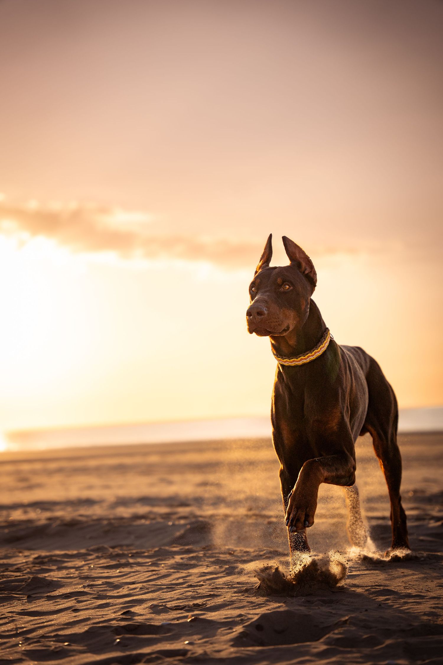 Photographie animalière d'un chien dans les Hauts-de-France à Lille.
