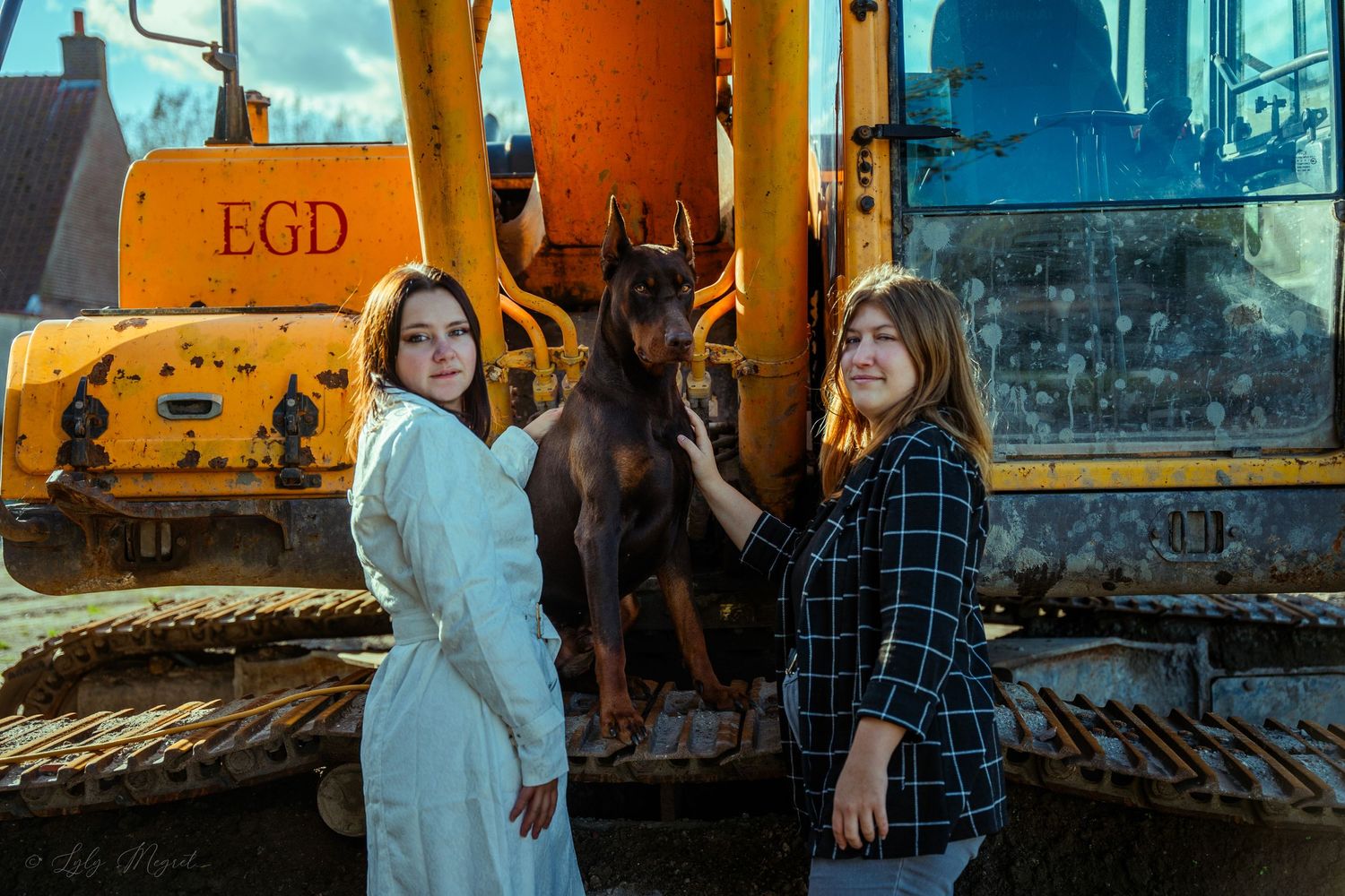 Photographie animalière d'un chien dans les Hauts-de-France à Dunkerque.
