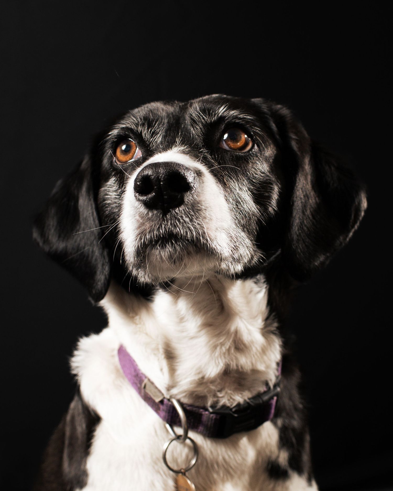 Headshot of a black and white dog with expressive eyes wearing a collar against dark background, in Leeds.