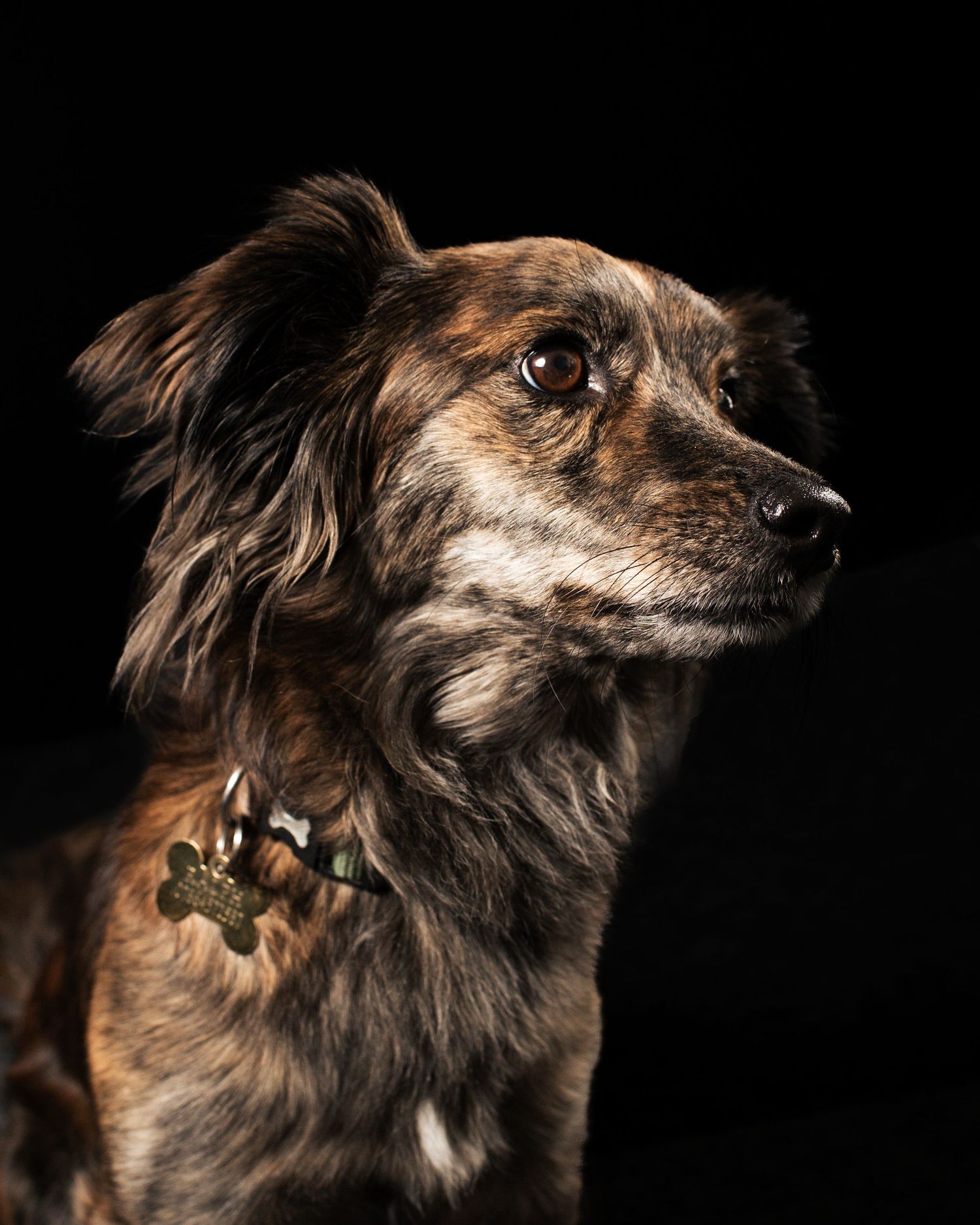 Artistic pet headshot showing different angles of a scruffy brown dog against black background, in Leeds.
