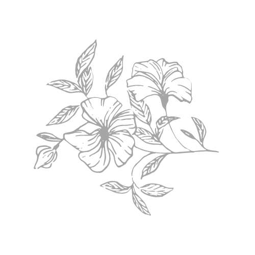 Simple line drawing of hibiscus flowers and leaves in a delicate gray sketch style.