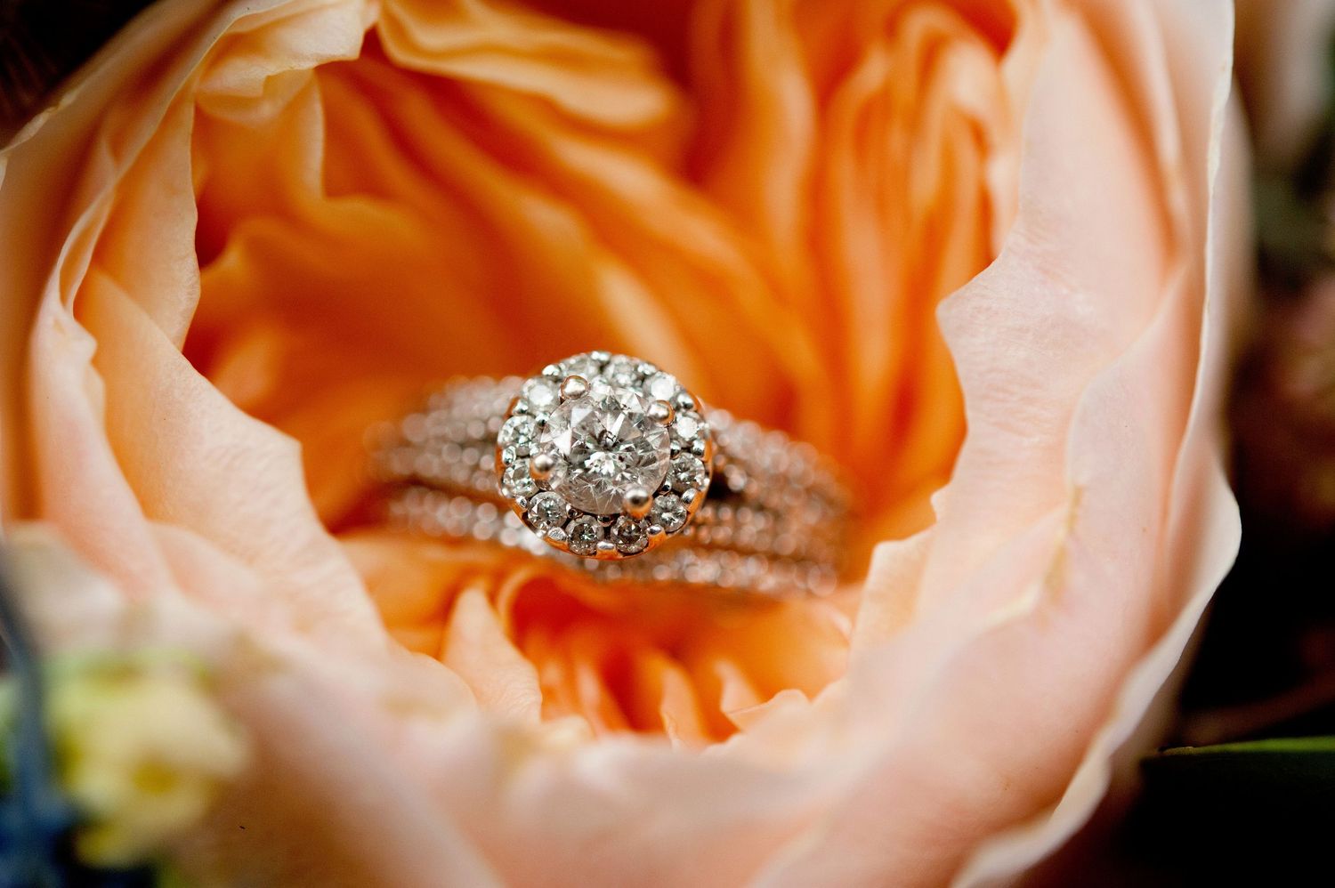 Diamond engagement ring nestled in a soft peach-colored rose bloom.
