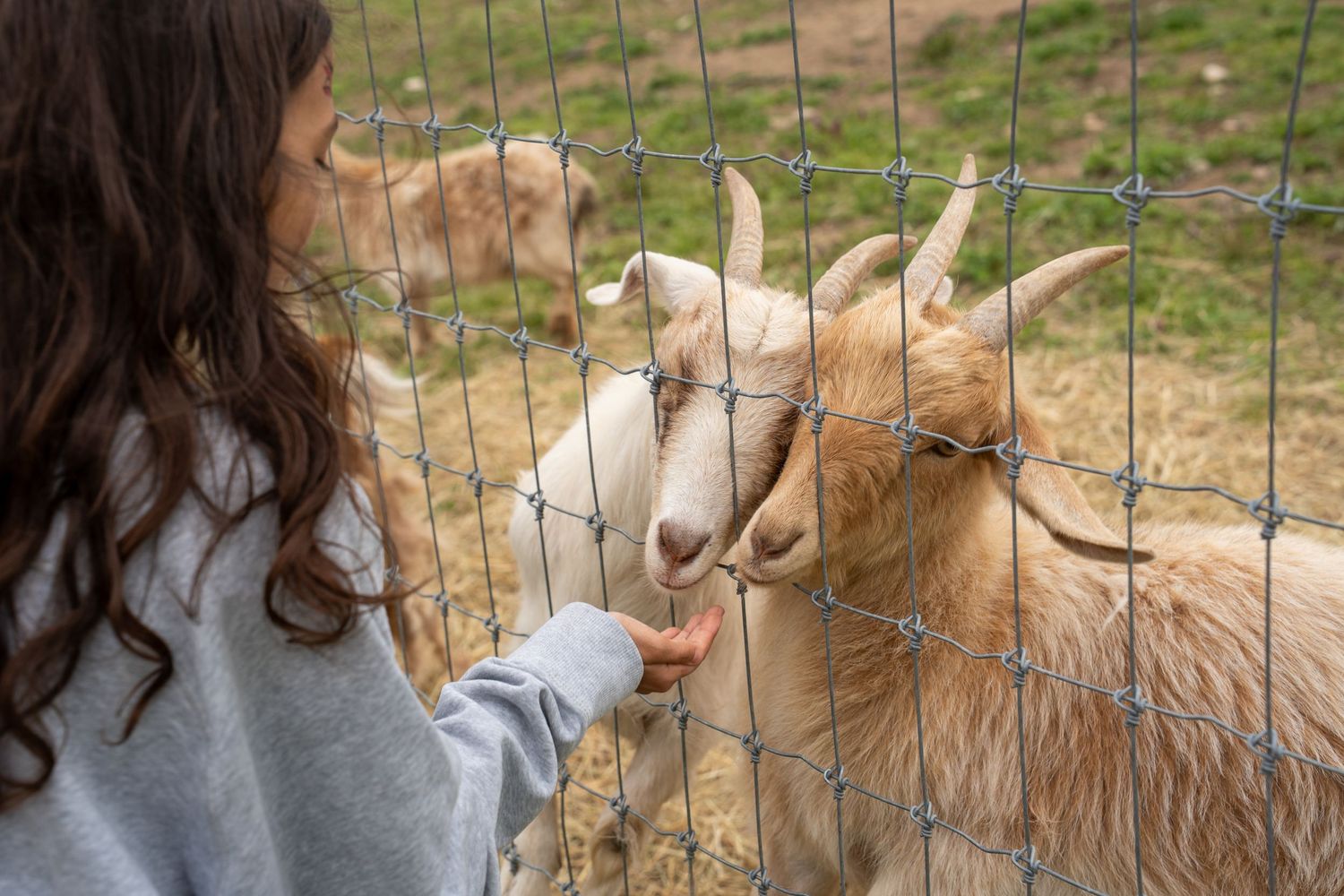 Person reaching through fence to pet farm animals in outdoor setting.