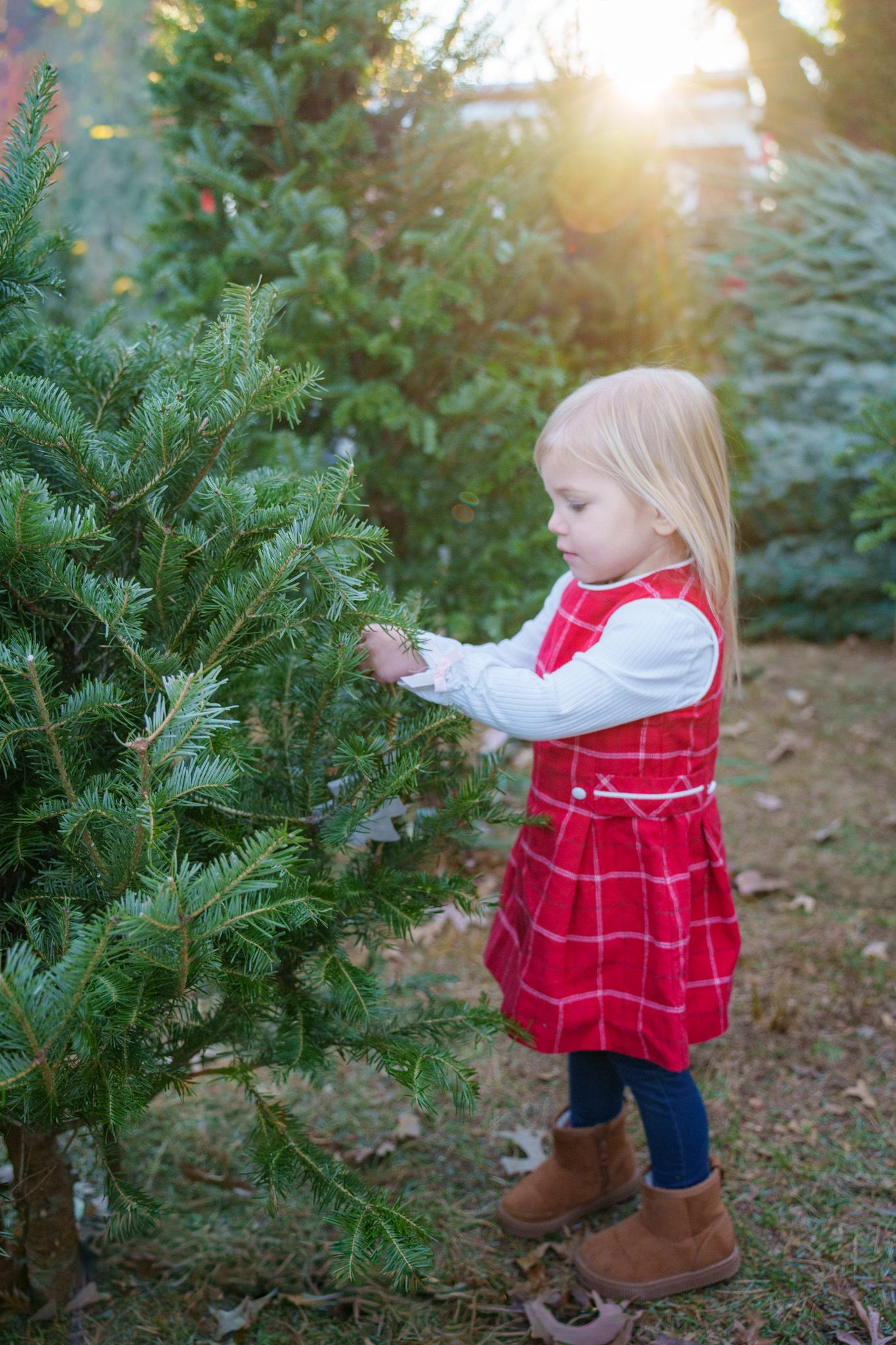 A series of photos showing a small figure in a red dress exploring among evergreen trees in golden sunlight.