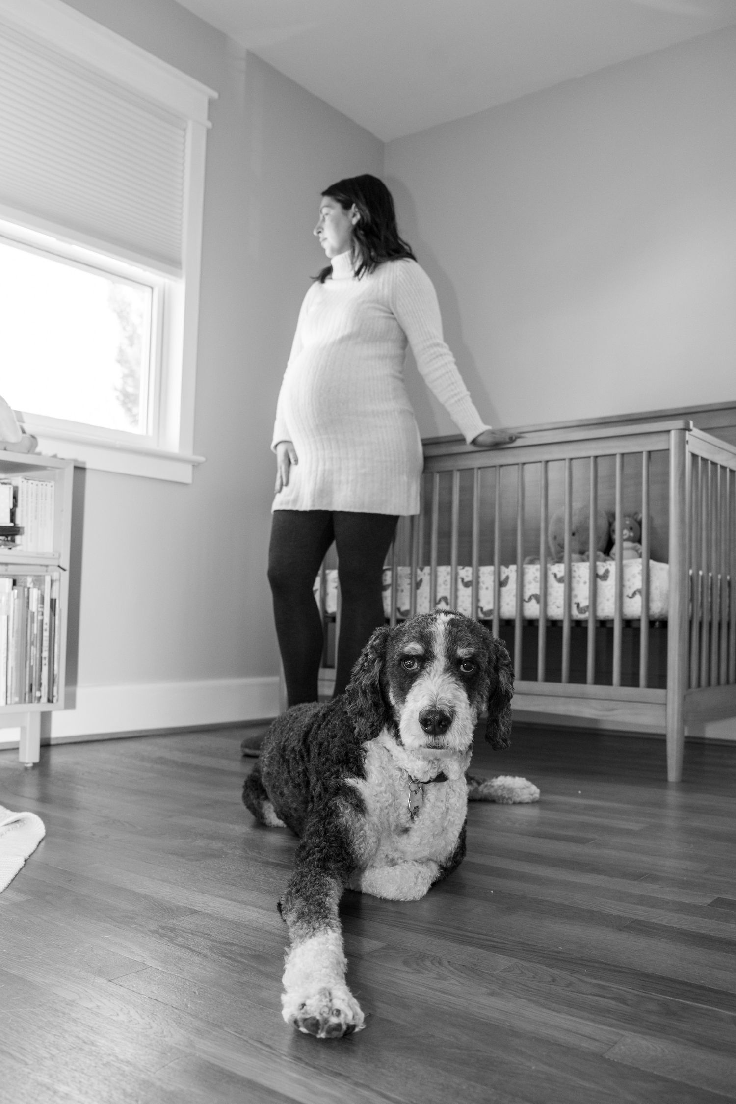 A series of four black and white photos showing a Bernedoodle dog lying on hardwood floors in different positions.