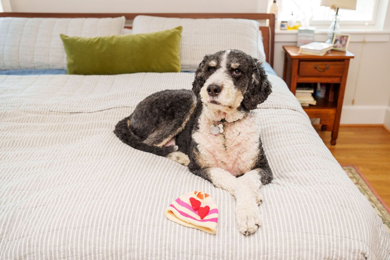 Black and white dog lounges comfortably on a striped bed with plush toys.