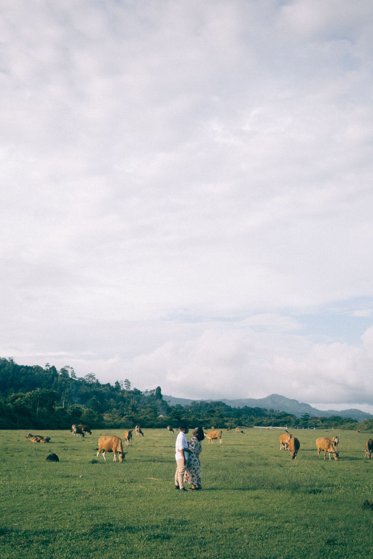 Ambon Indonesia wedding photographer, bride and groom hugging in a field of cows