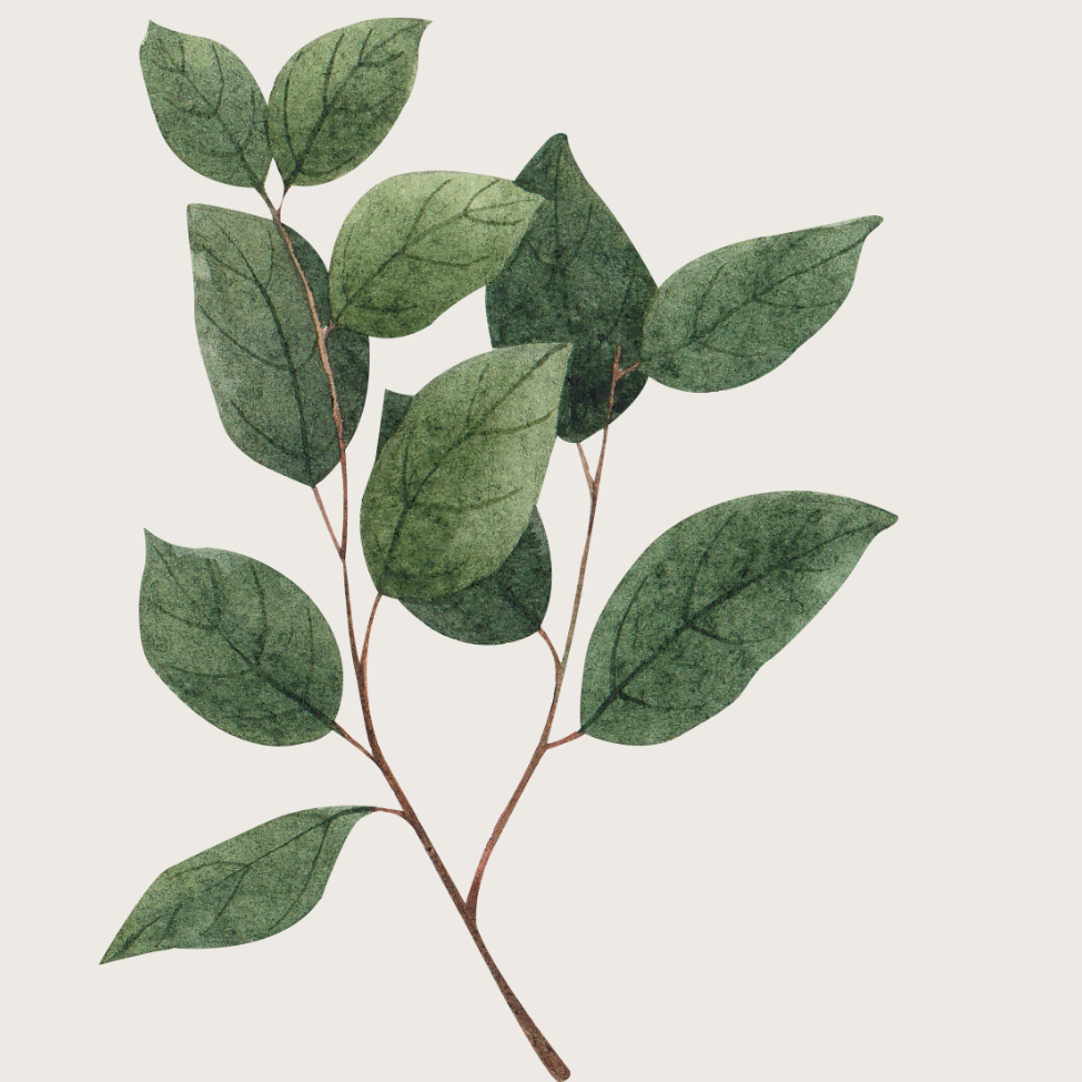 Branch