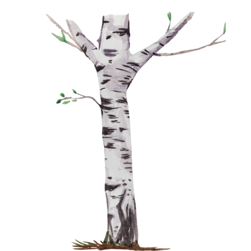 Birch
