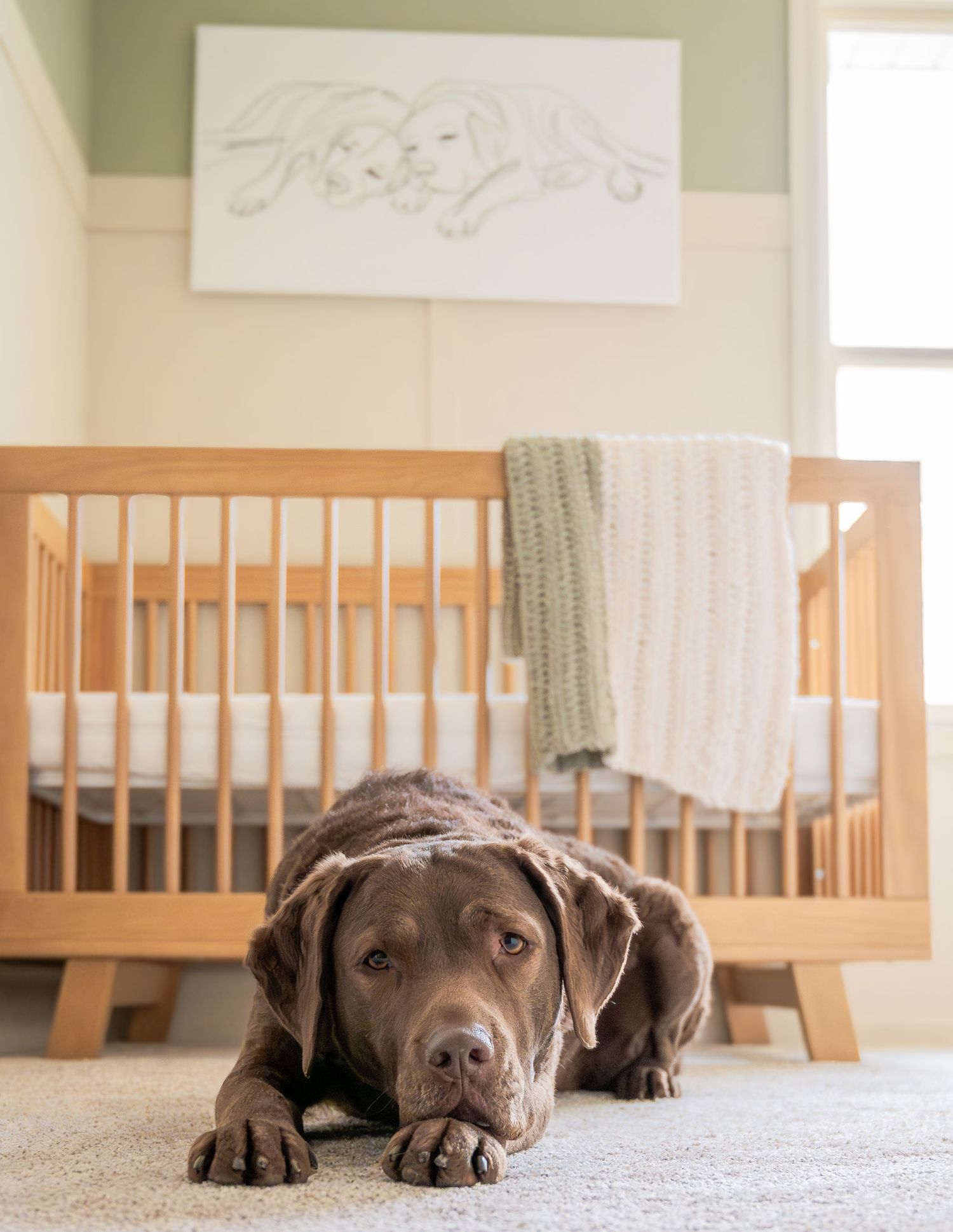 Chesapeake Bay Retriever resting near wooden crib under wall art in nursery.