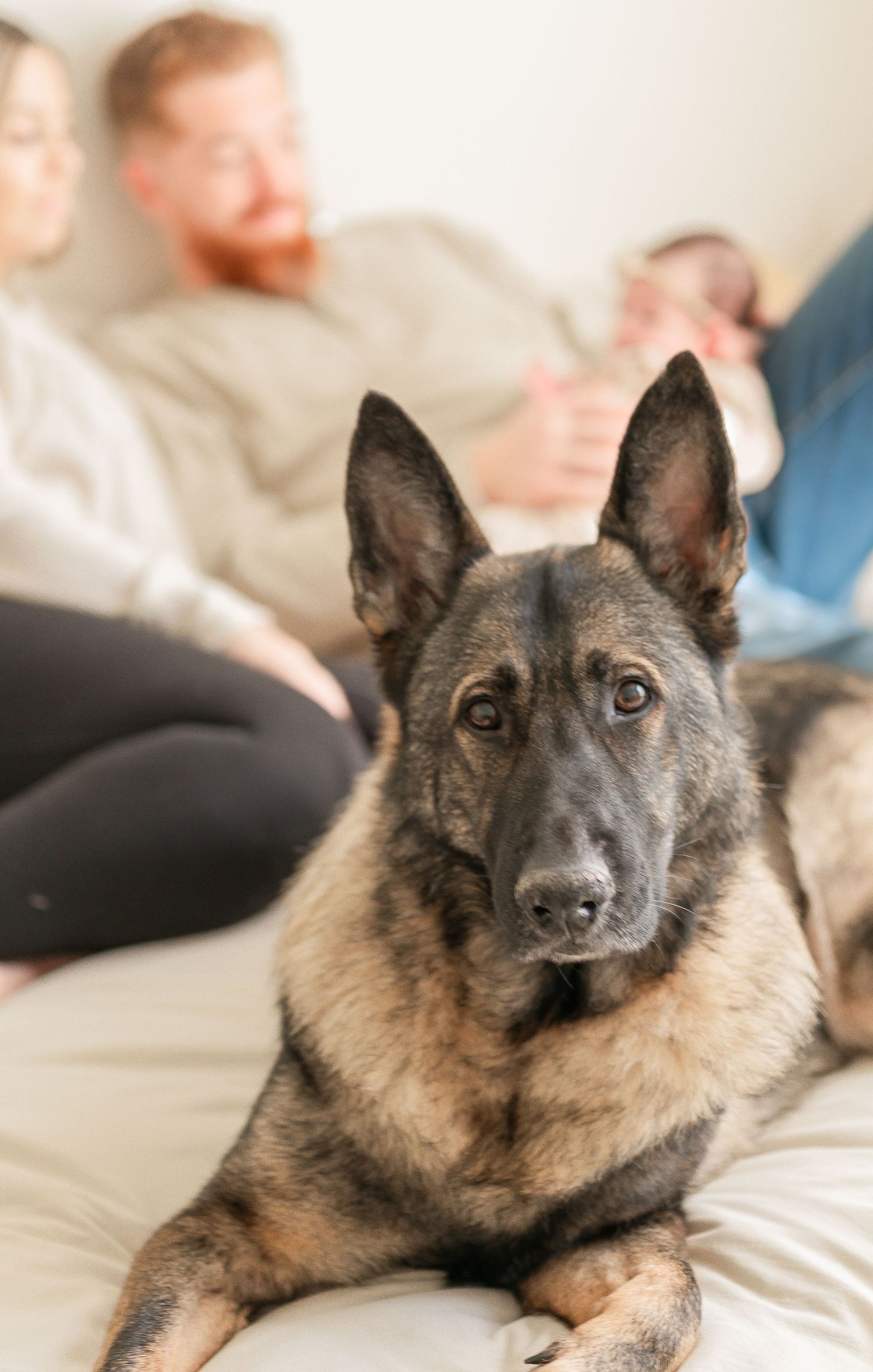 A Norwegian Elkhound dog with tan and black fur lies comfortably on a light colored bed.