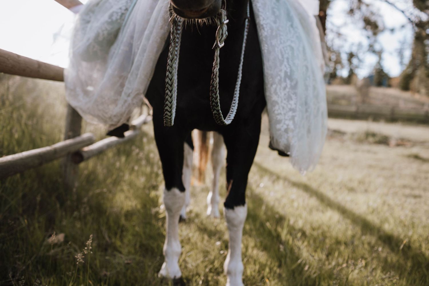 A close-up view of a black and white horse's body with tack and riding equipment.