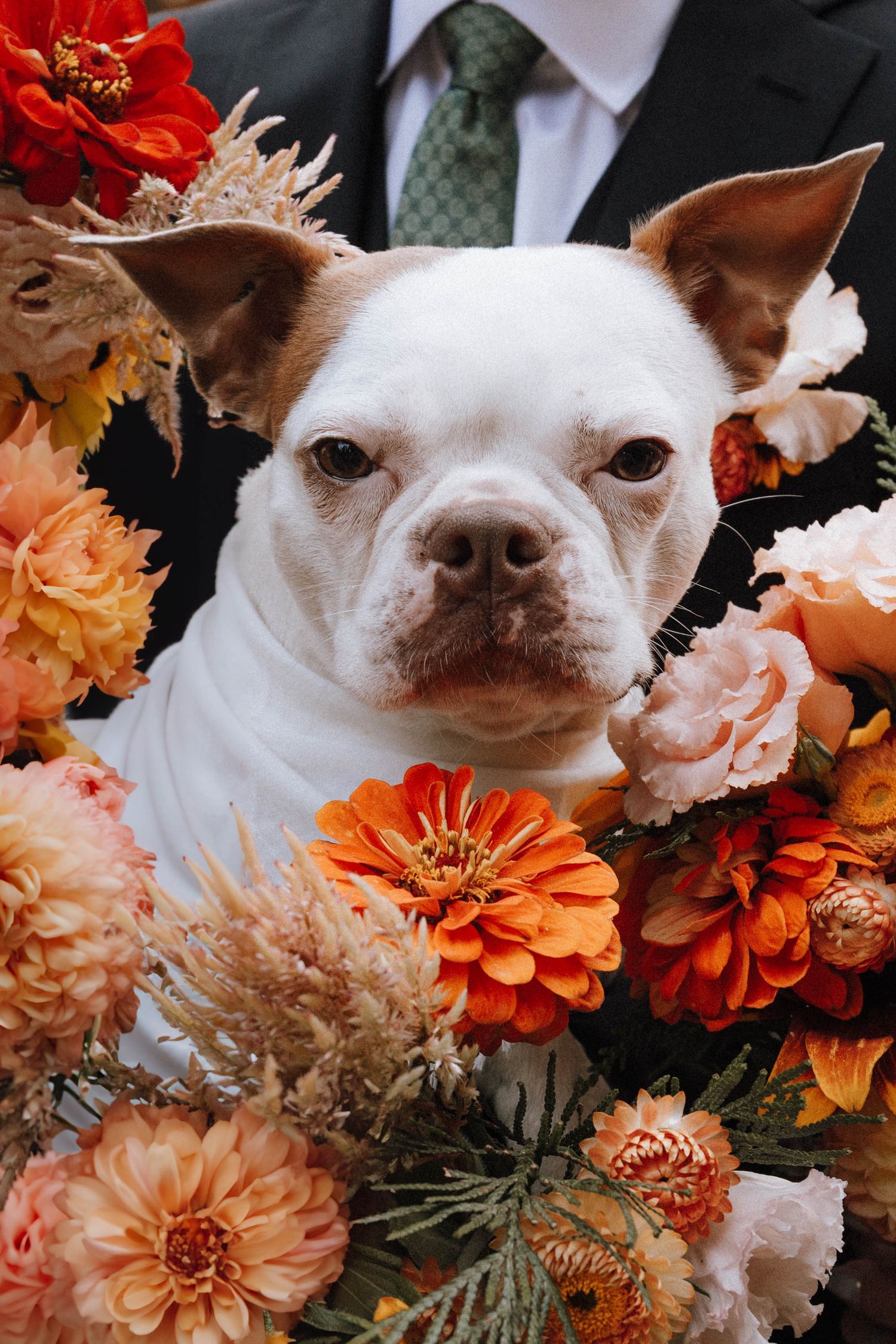 Close-up portrait of a Chihuahua dog surrounded by vibrant orange and pink flowers in a wedding floral arrangement.