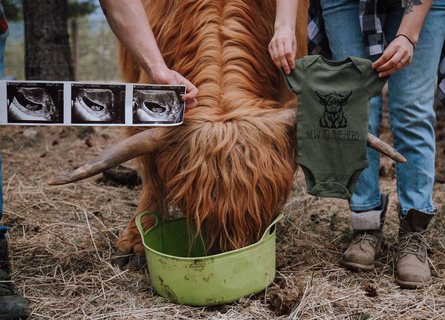 A golden retriever drinks from a green bowl while ultrasound photos are displayed nearby.