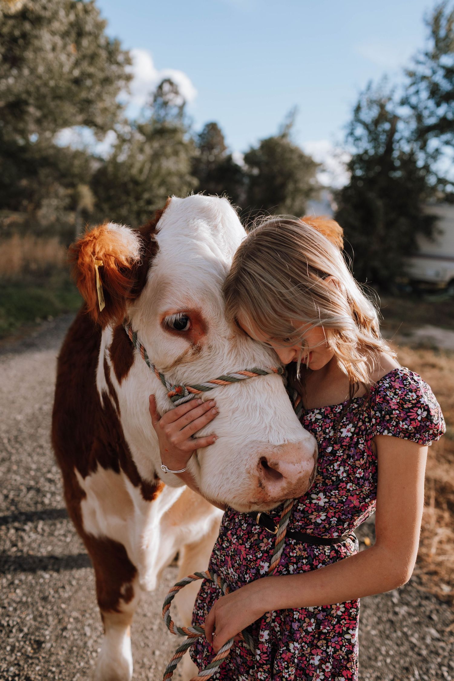 Close-up shot of a brown and white cow receiving gentle affection outdoors.