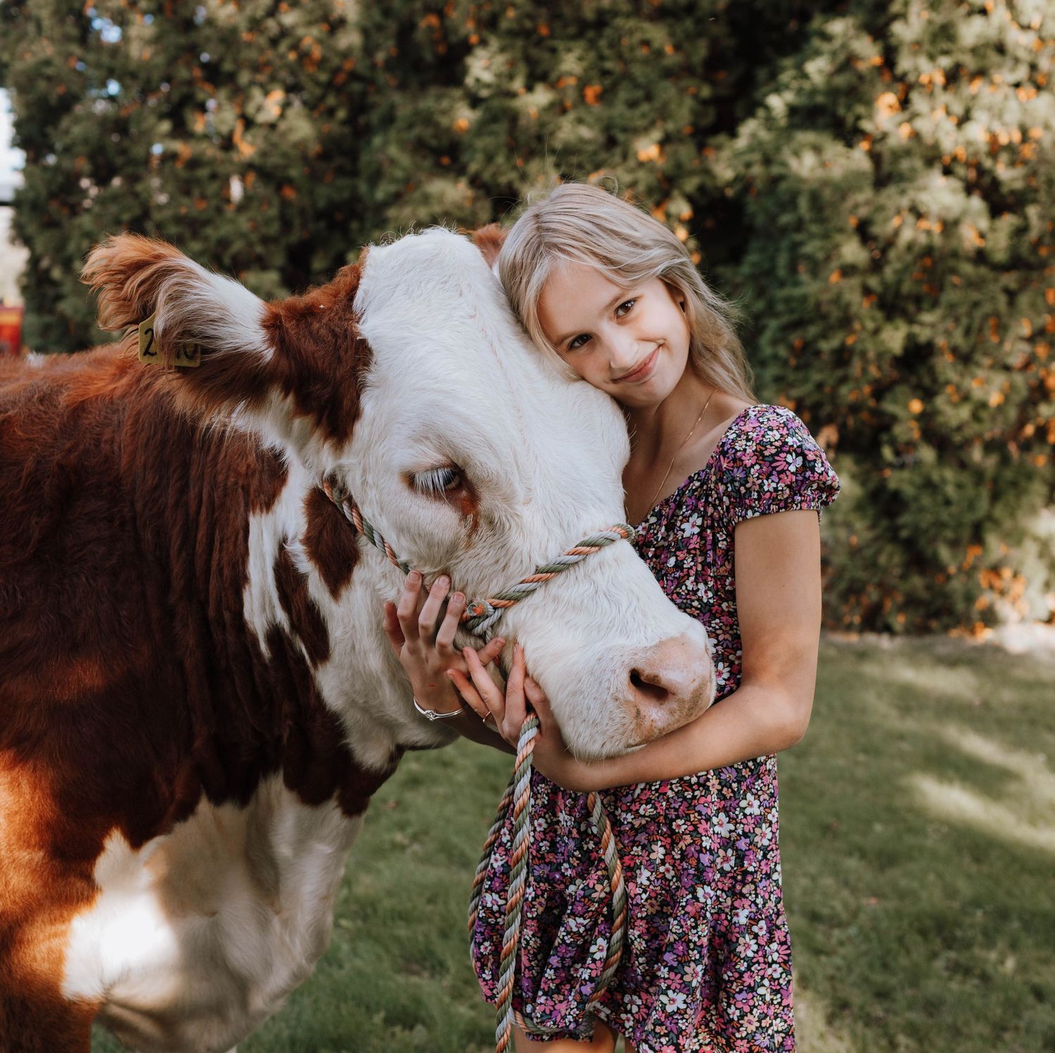 Sweet moment between a friendly Hereford cow and floral dress in countryside setting.
