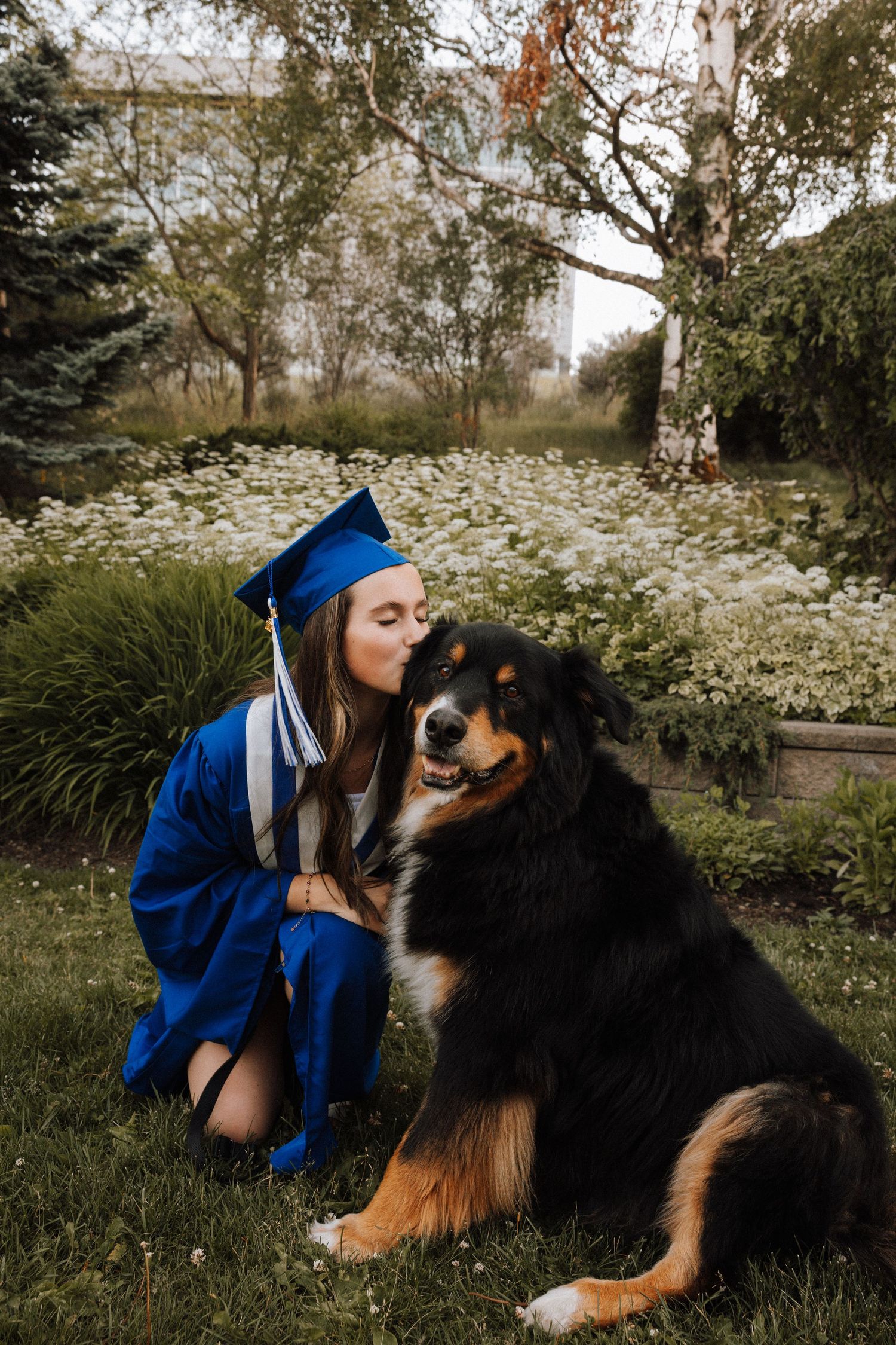 A graduate in blue cap and gown kneels on grass, kissing her large fluffy dog outdoors near blooming white flowers.