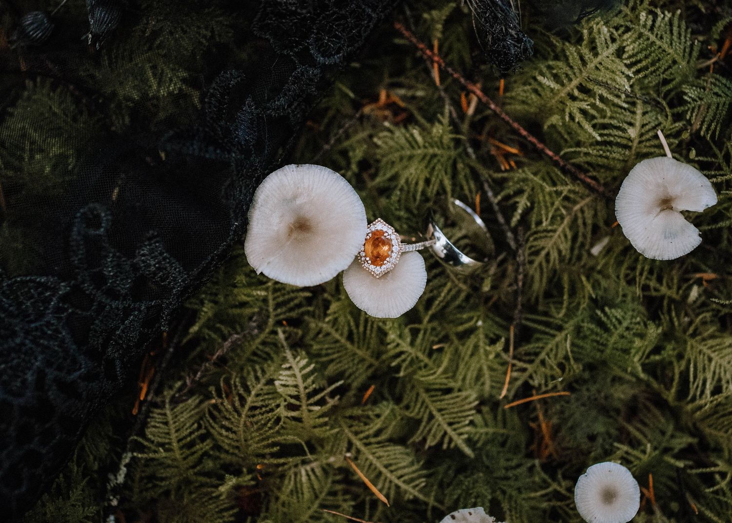 White mushrooms growing among green ferns and pine needles on dark forest floor create a mystical woodland scene.