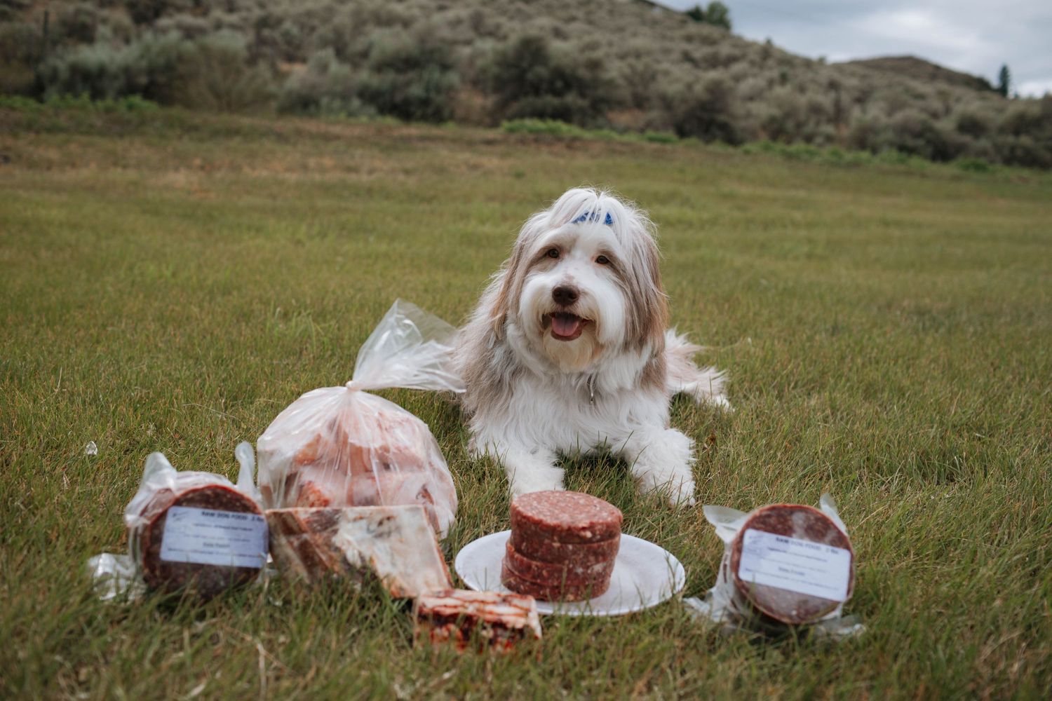 White fluffy dog having a picnic with cakes and treats laid out on grass.