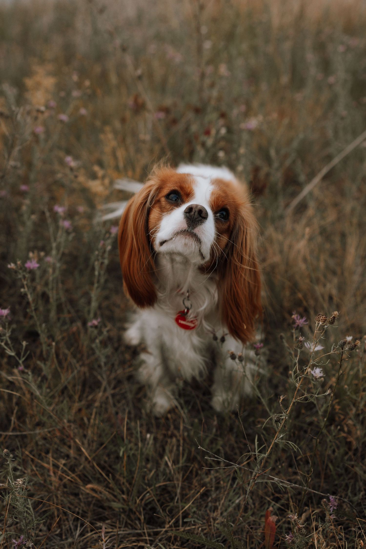 A Cavalier King Charles Spaniel with chestnut and white fur stands in a wildflower meadow wearing a red tag collar.
