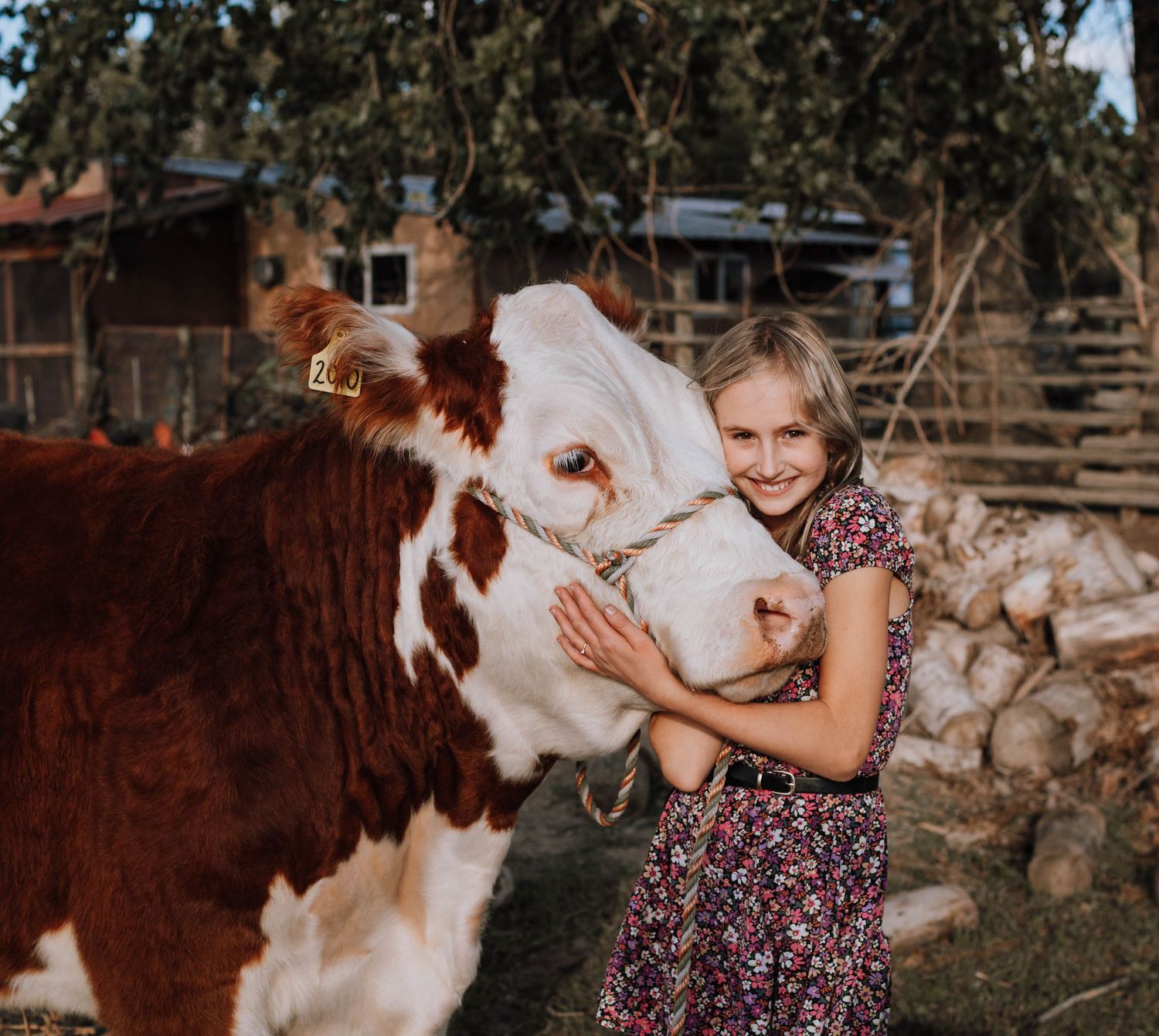 A friendly brown and white cow receives attention near a rustic farmhouse setting.